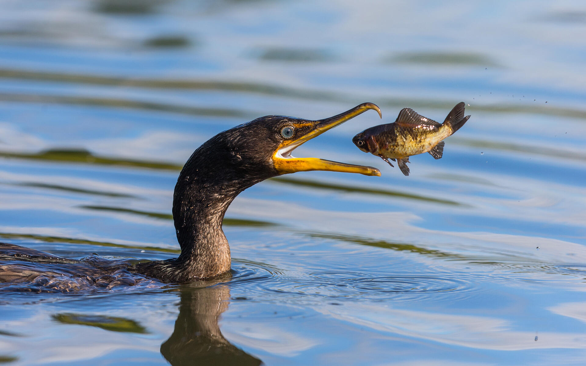 Double Crested Cormorant Audubon Field Guide