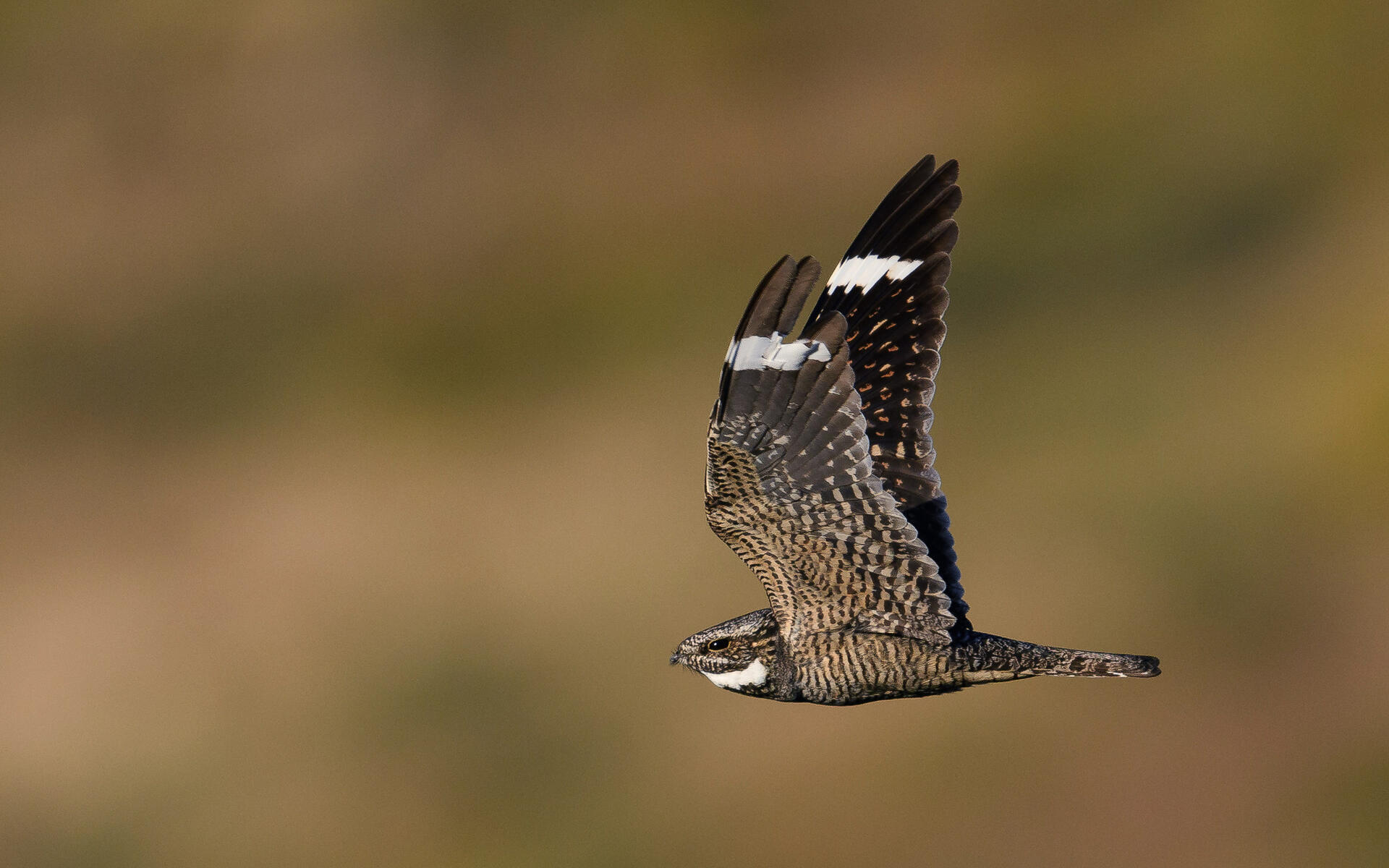 Lesser Nighthawk Audubon Field Guide