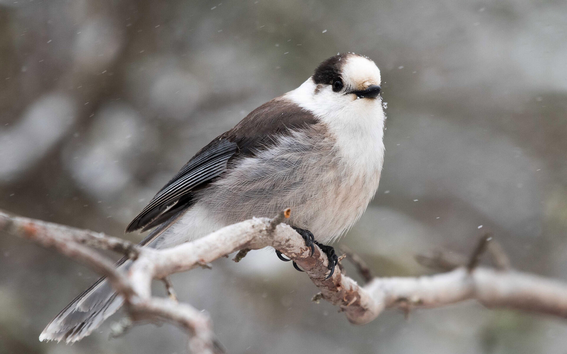 canada jay travel