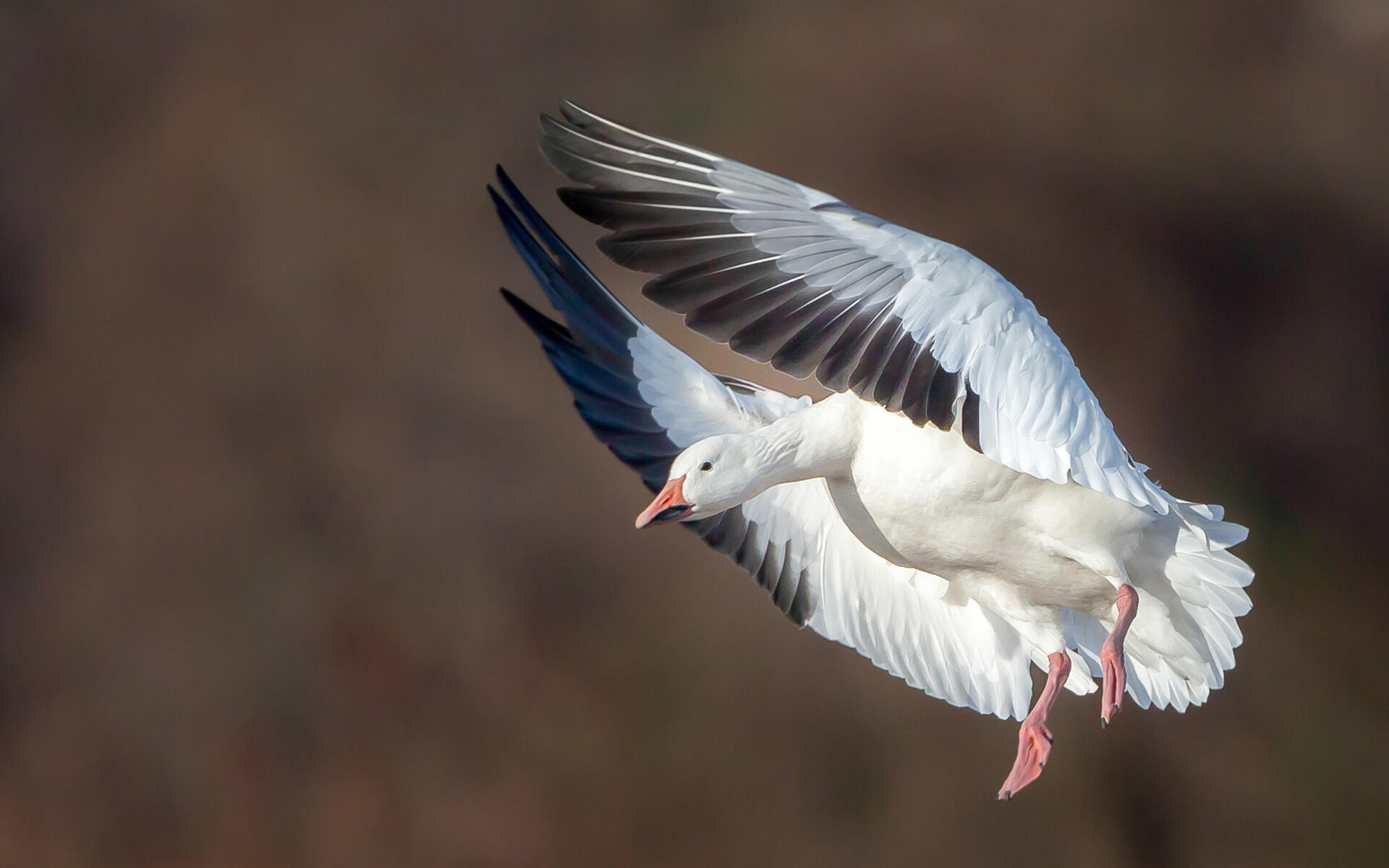 snow goose audubon field guide