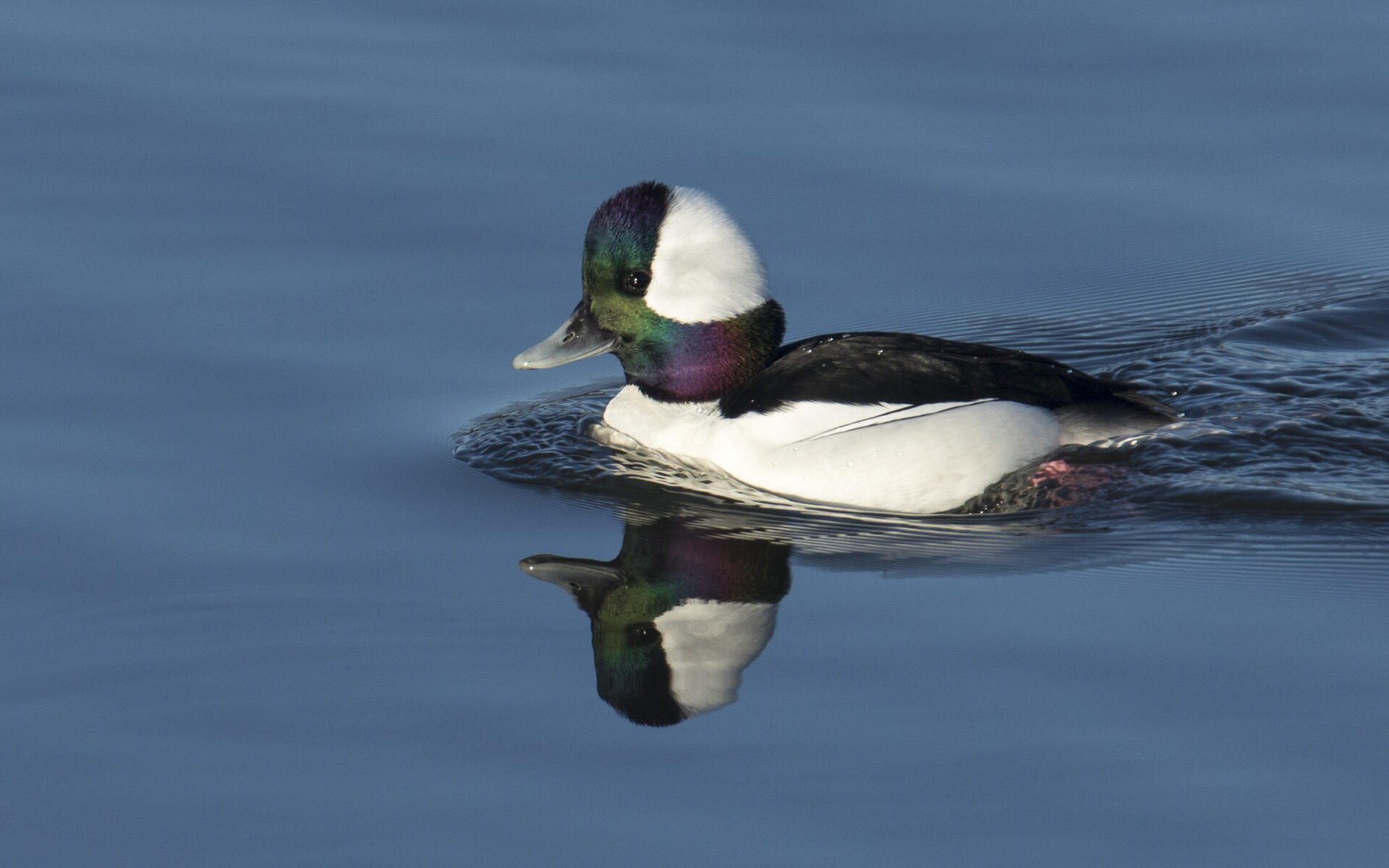 Bufflehead | Audubon Field Guide