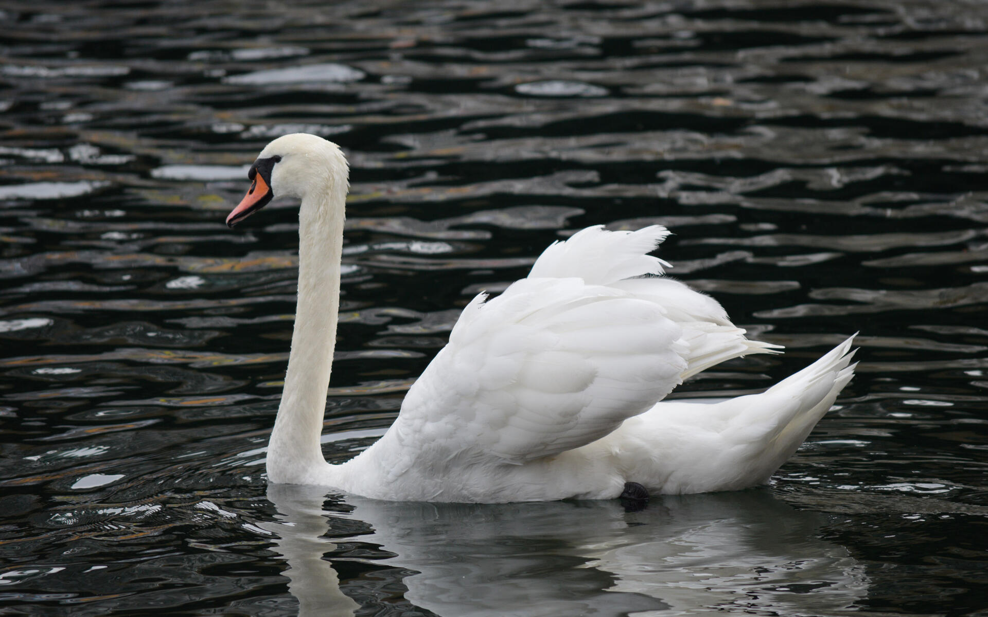 Mute Swan Audubon Field Guide