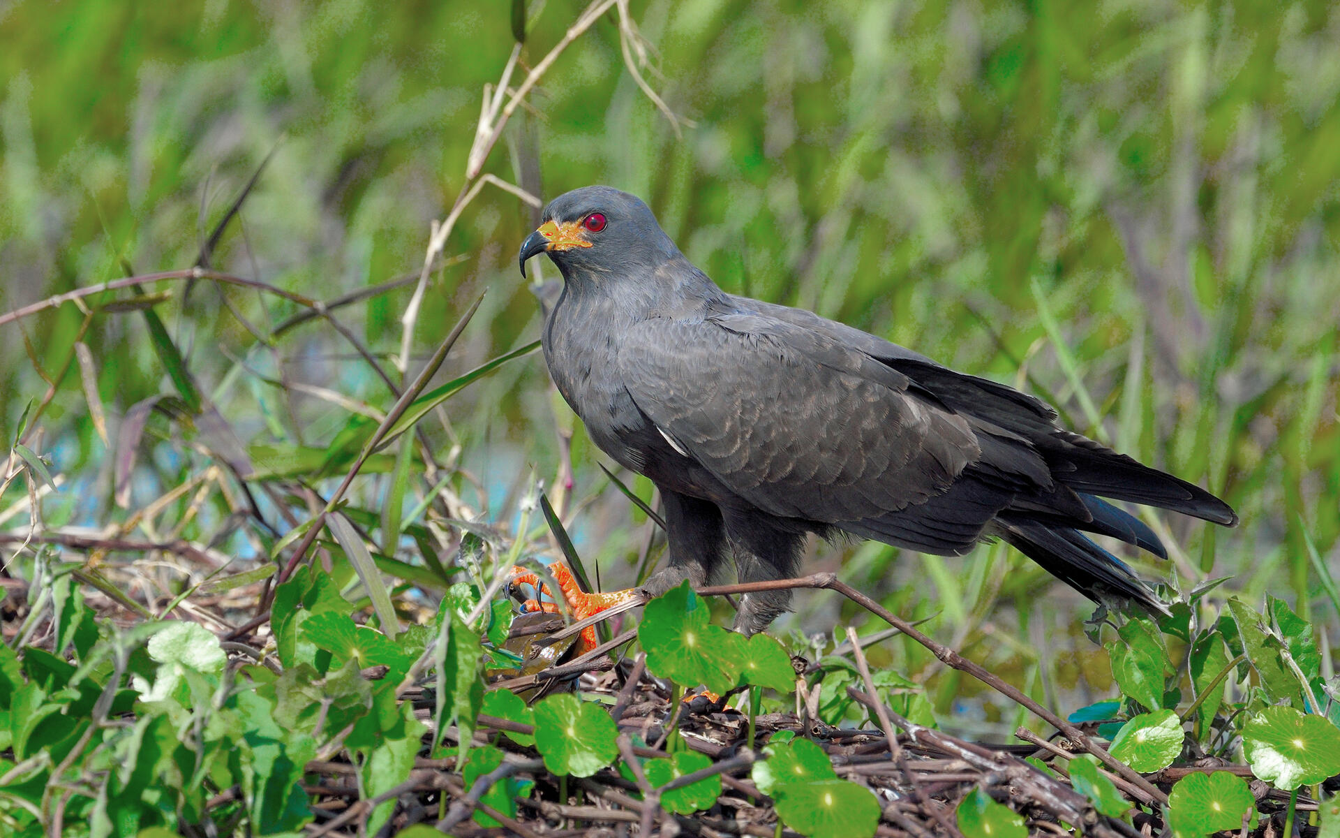 Snail Kite Audubon Field Guide