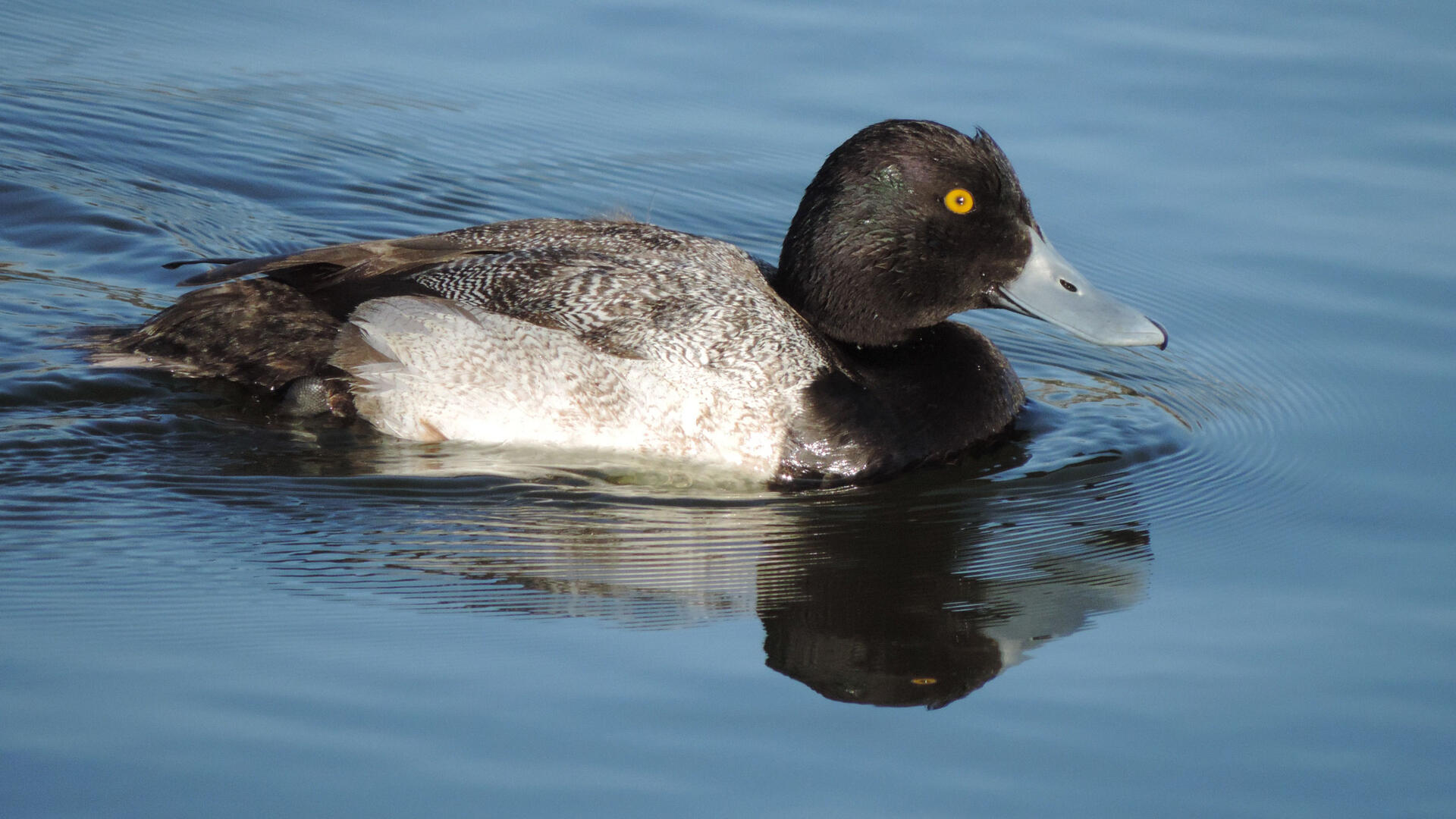 Greater Scaup Audubon Field Guide
