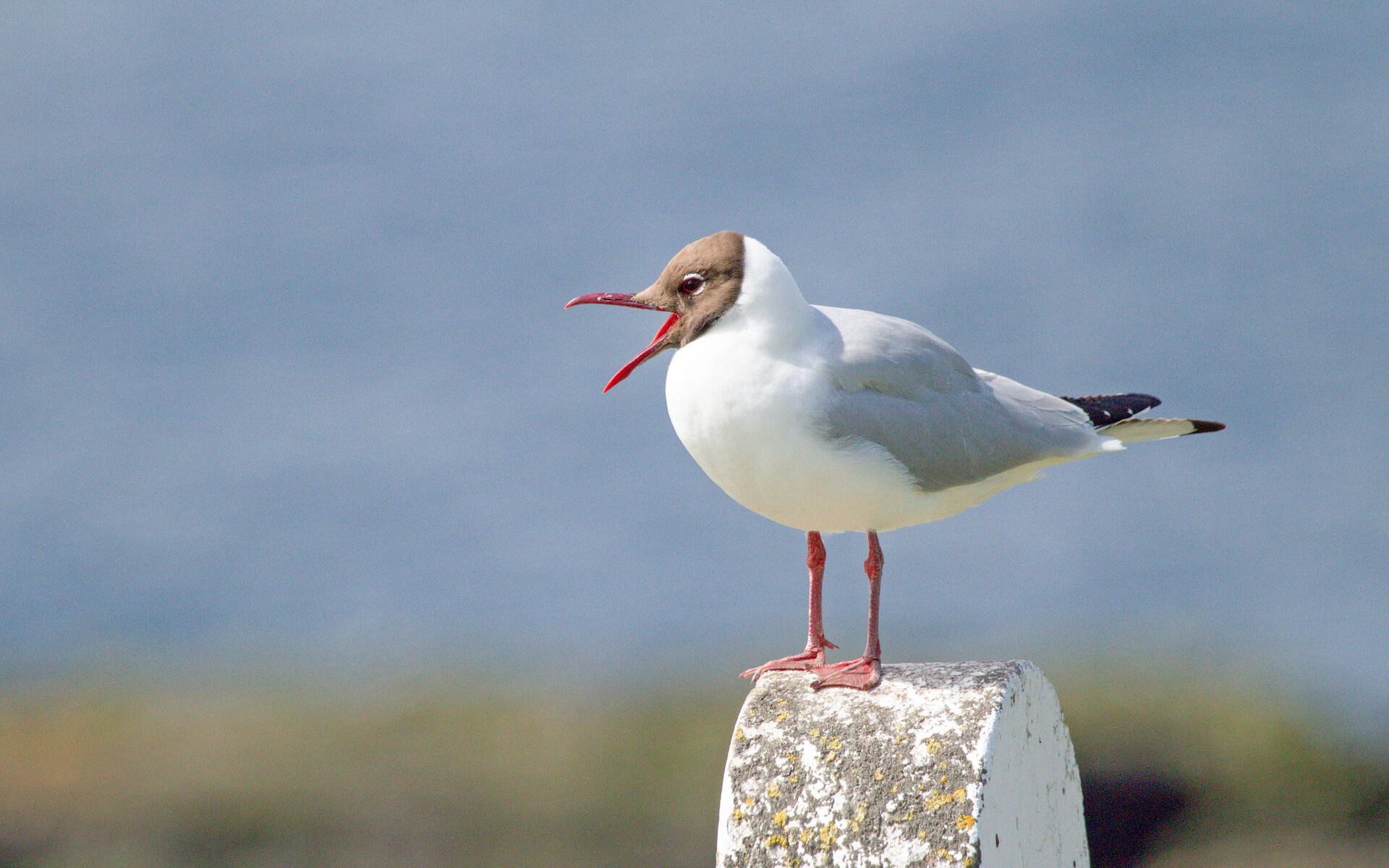 Gaviota Encapuchada Guía De Aves