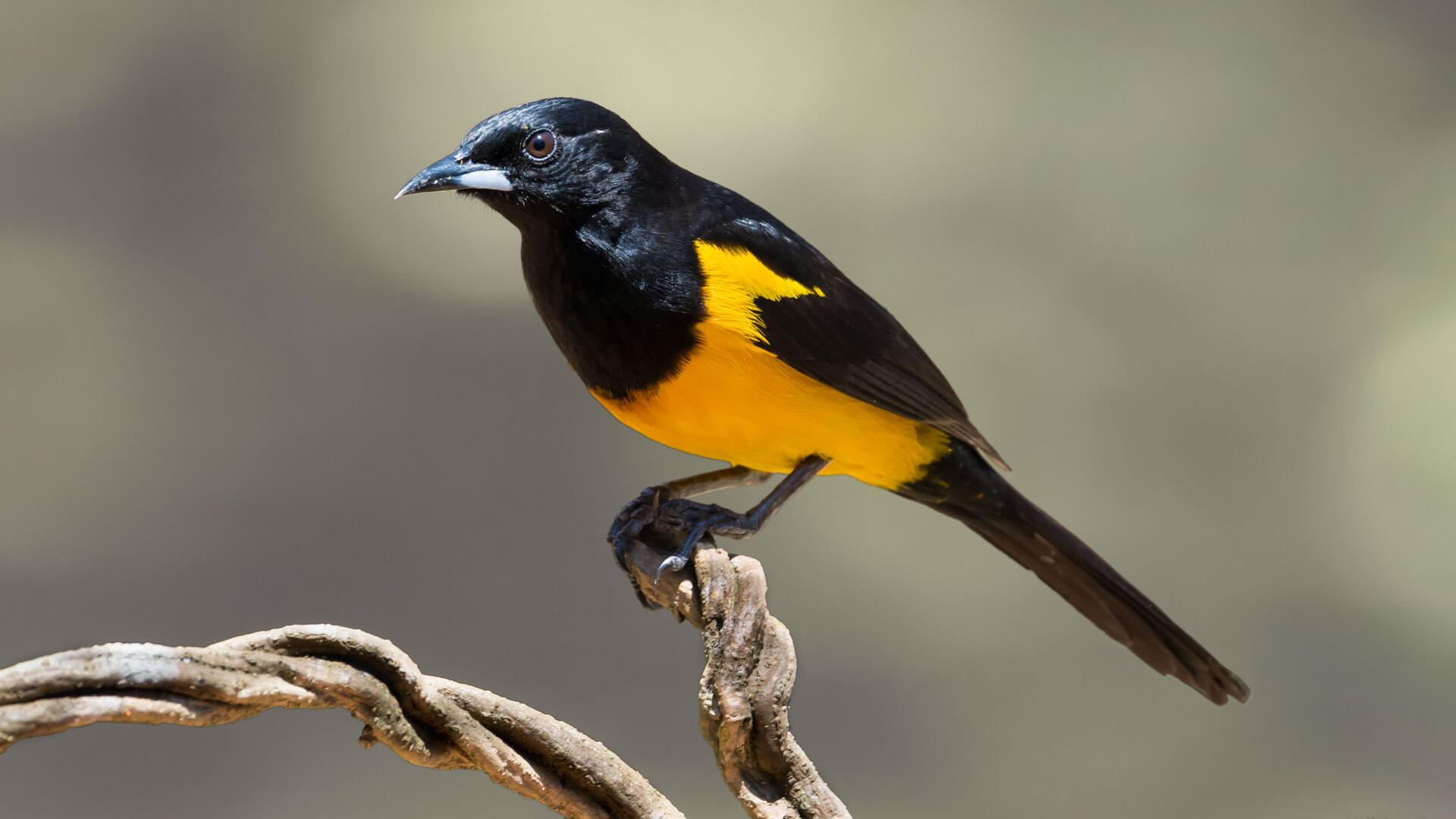 Blackvented Oriole Audubon Field Guide