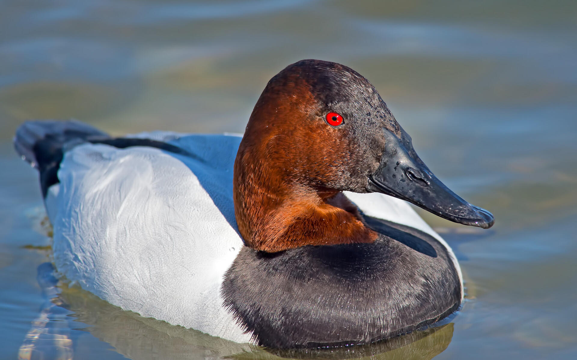 Canvasback Audubon Field Guide