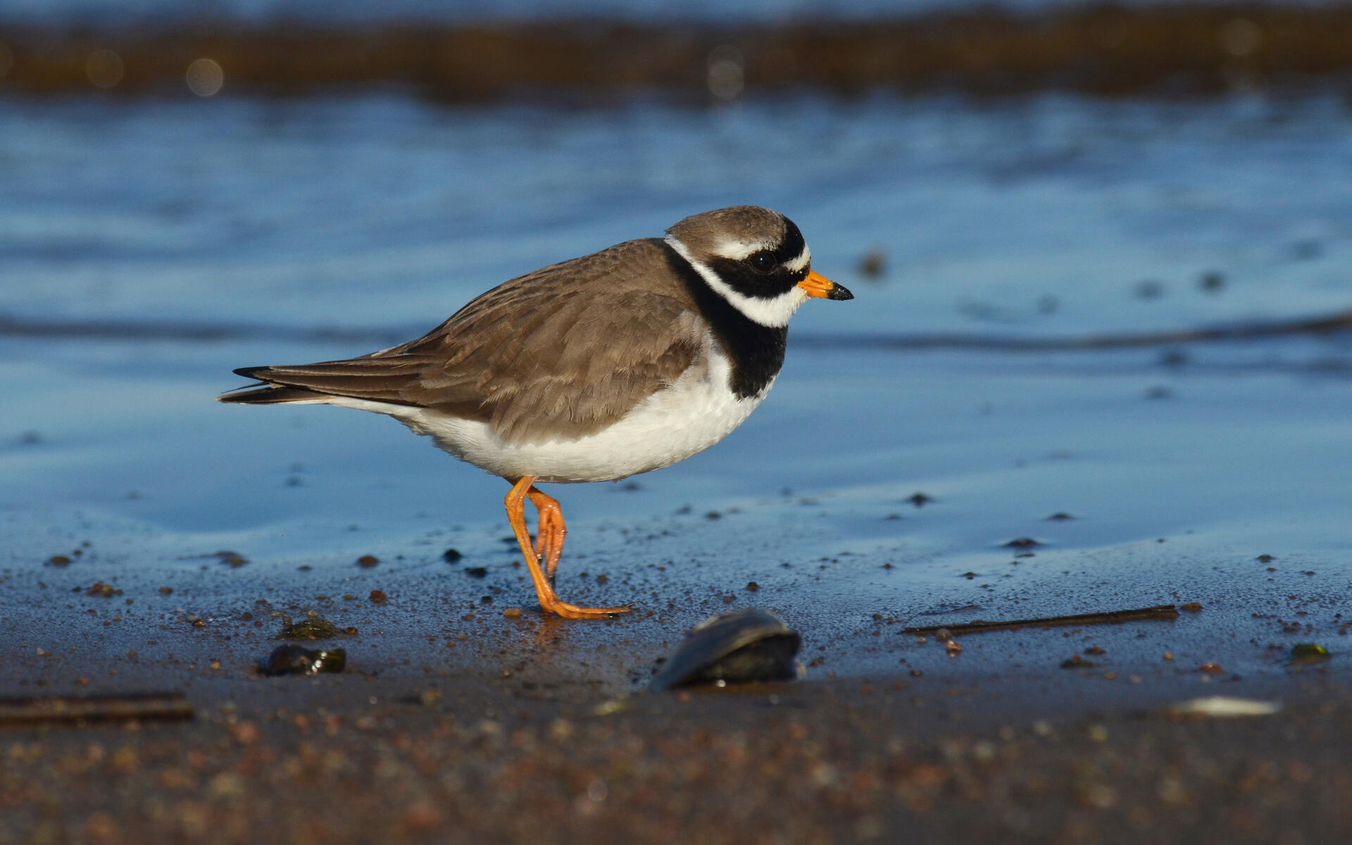 Common Ringed Plover Audubon Field Guide