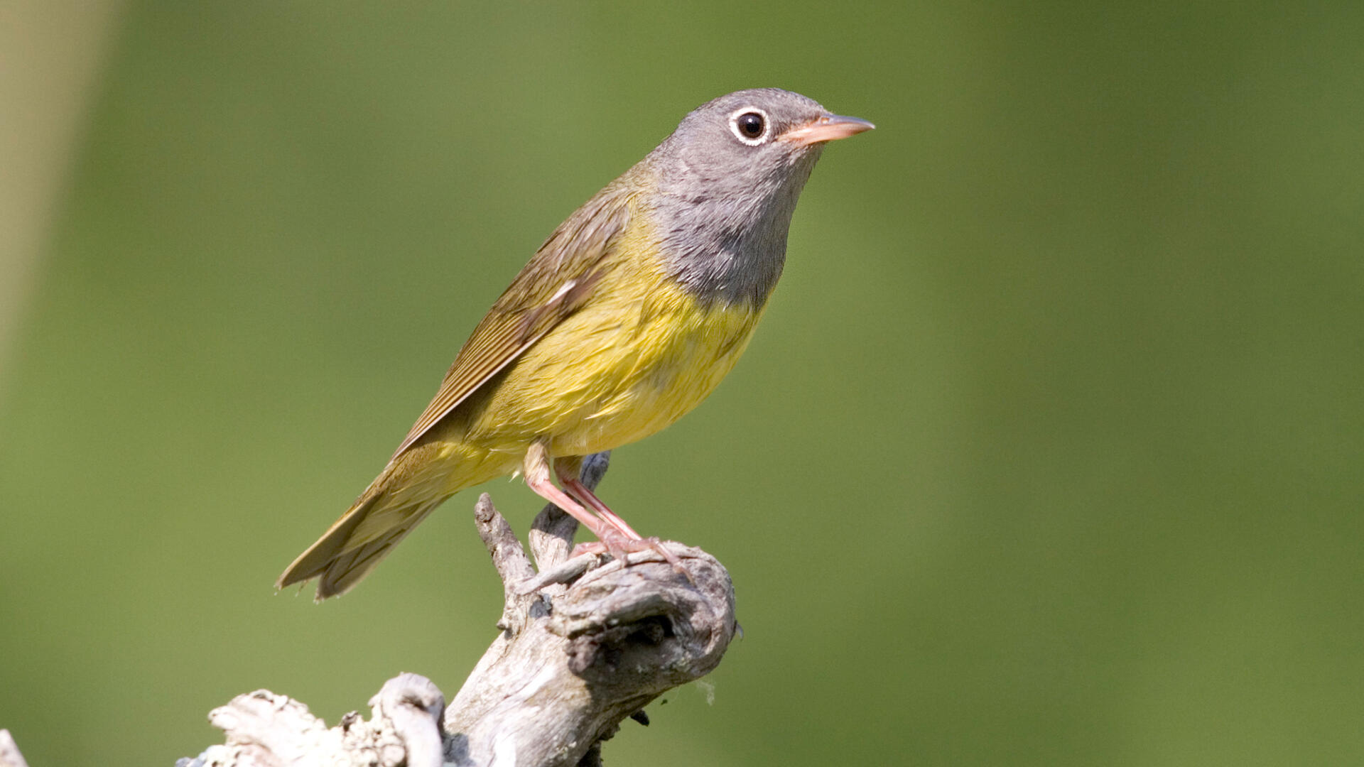 Connecticut Warbler Audubon Field Guide