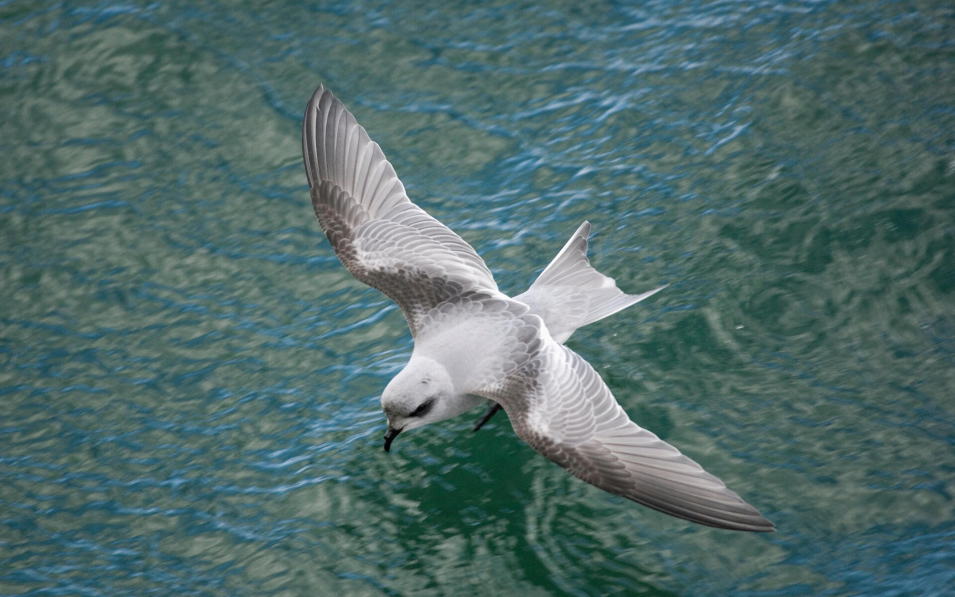 Forktailed StormPetrel Audubon Field Guide