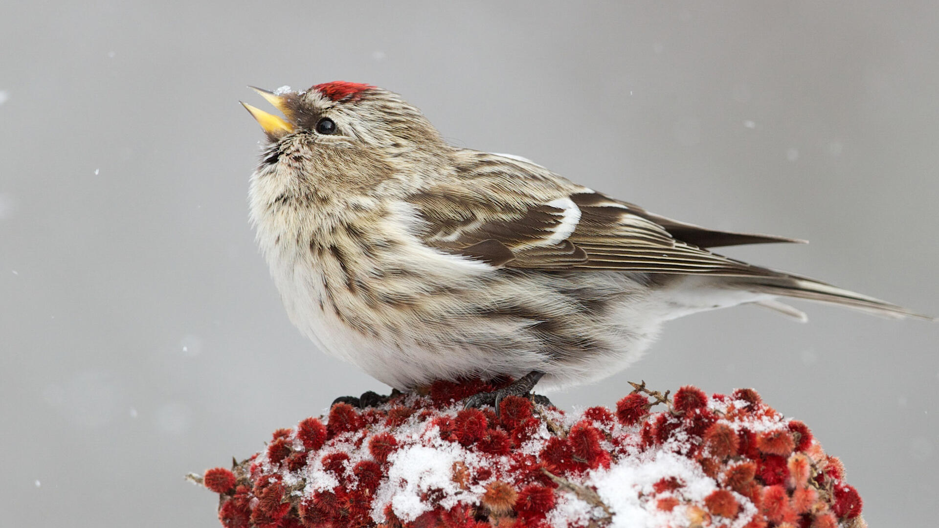 Common Redpoll Audubon Field Guide