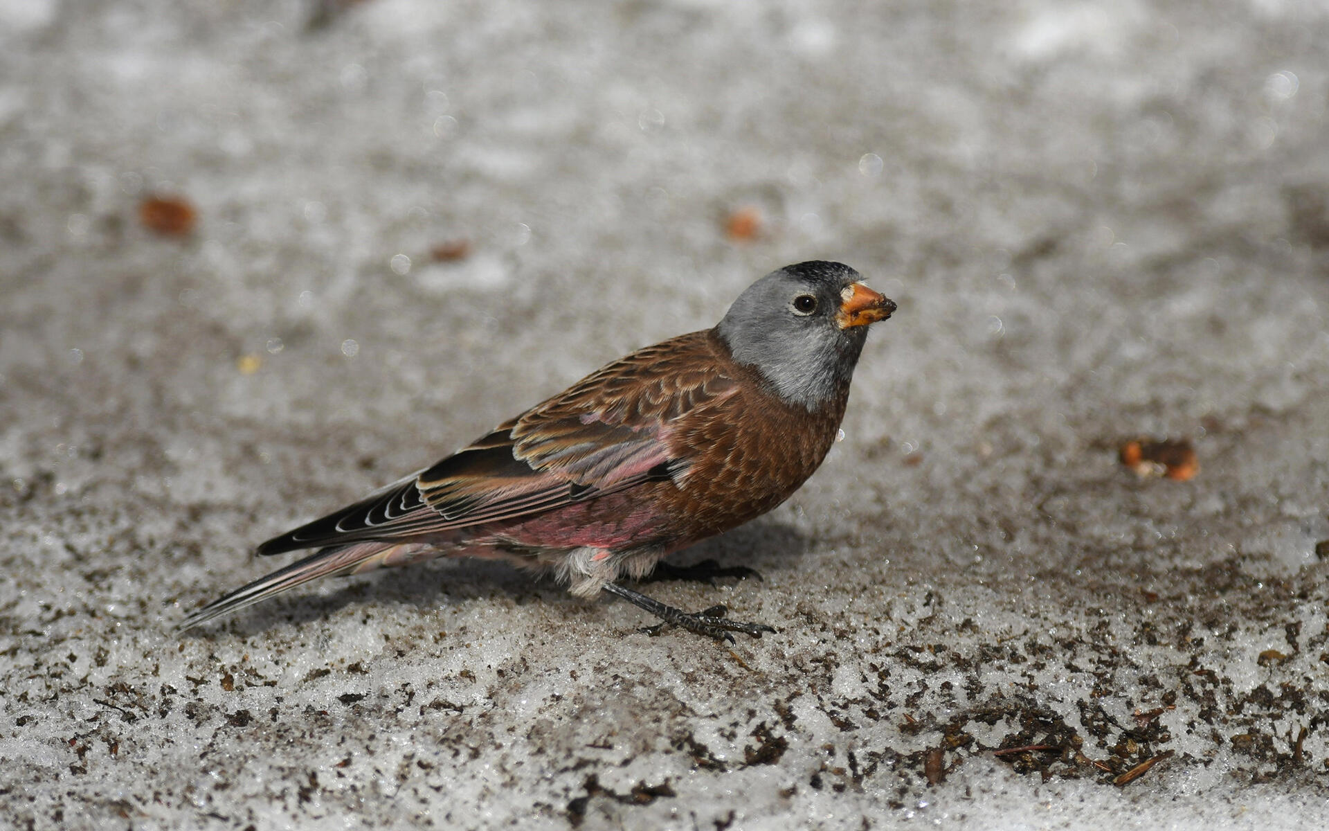 Gray-crowned Rosy-Finch | Audubon Field Guide
