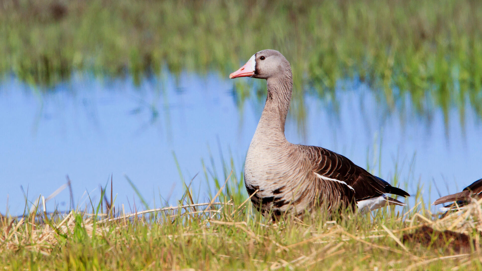 greater white fronted goose audubon