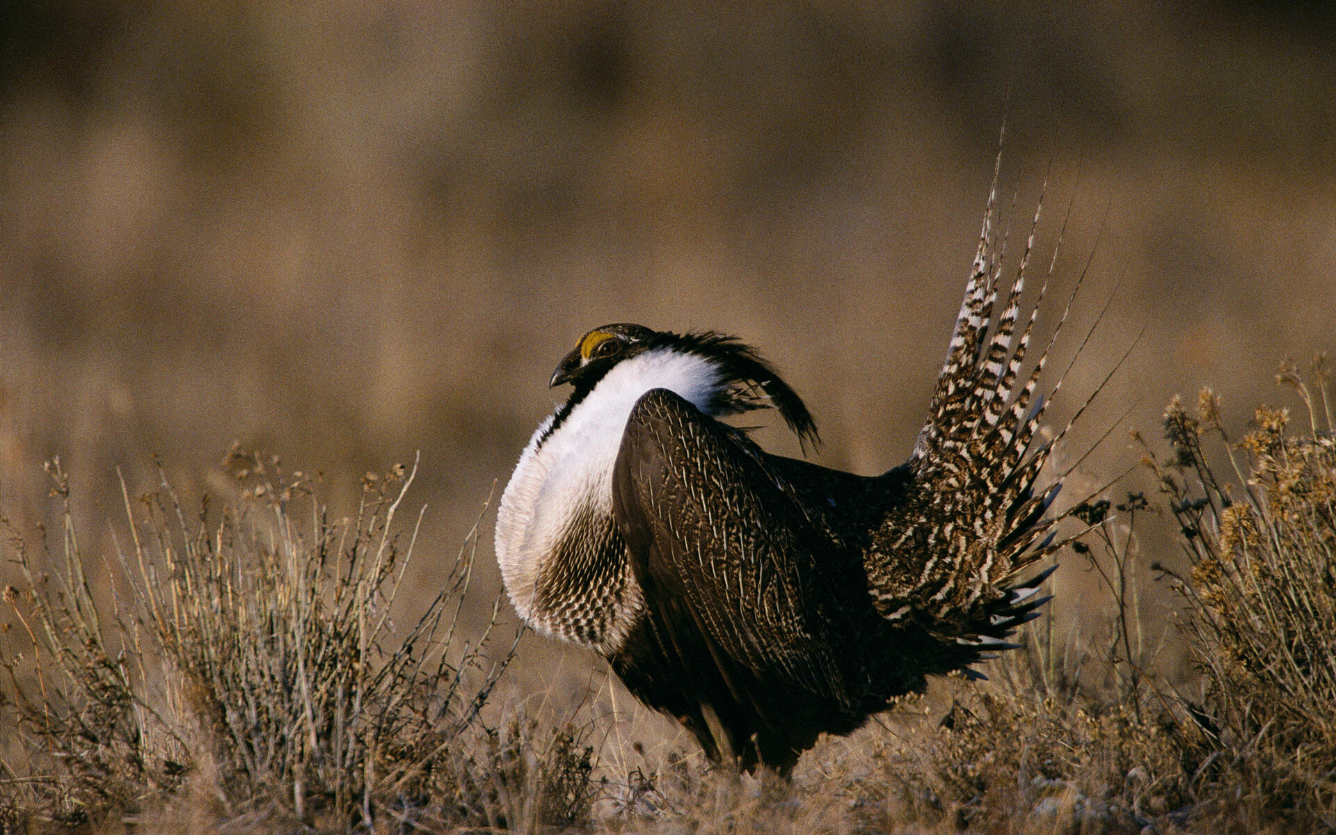 Gunnison SageGrouse Audubon Field Guide