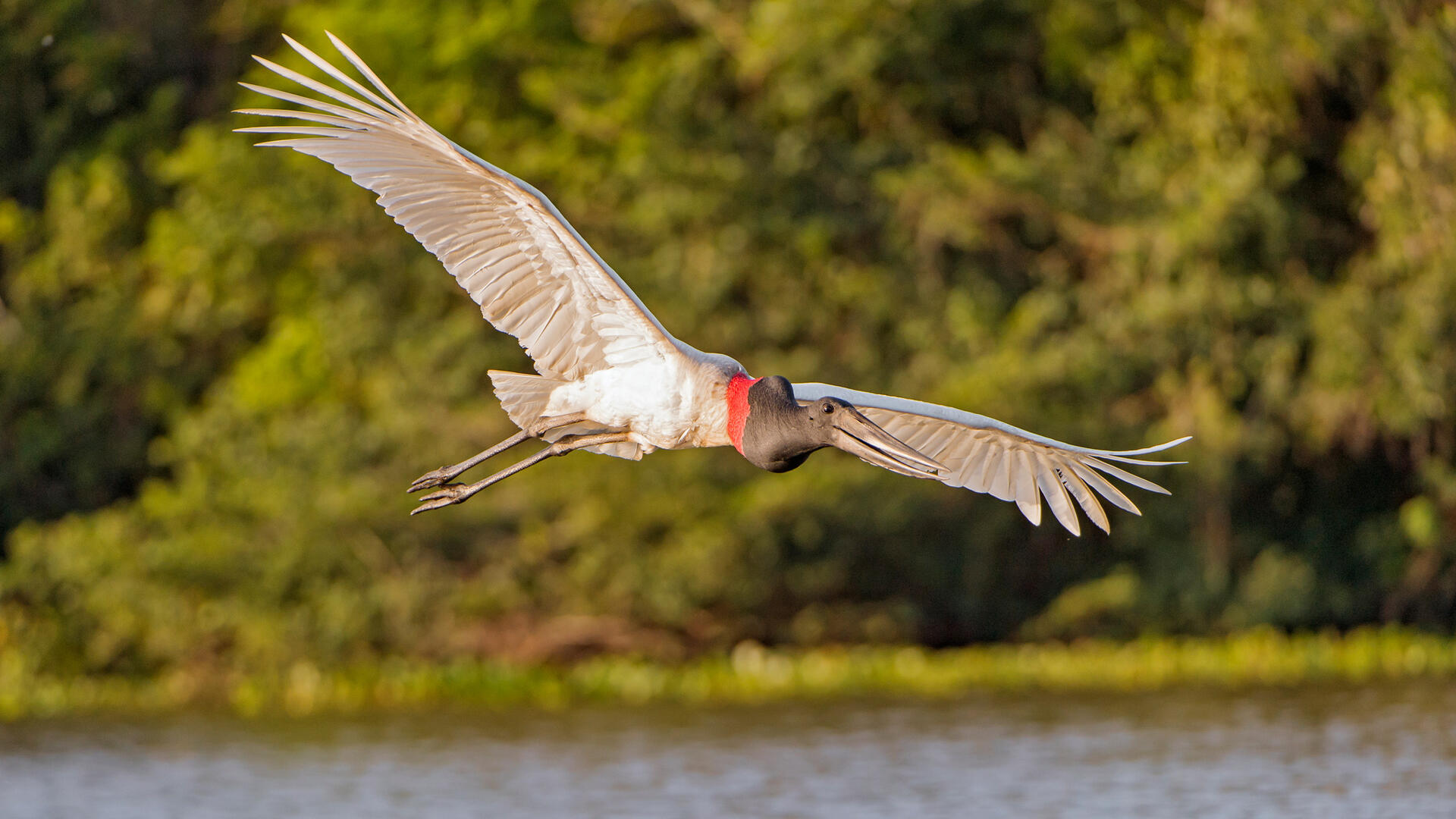 Jabiru Audubon Field Guide