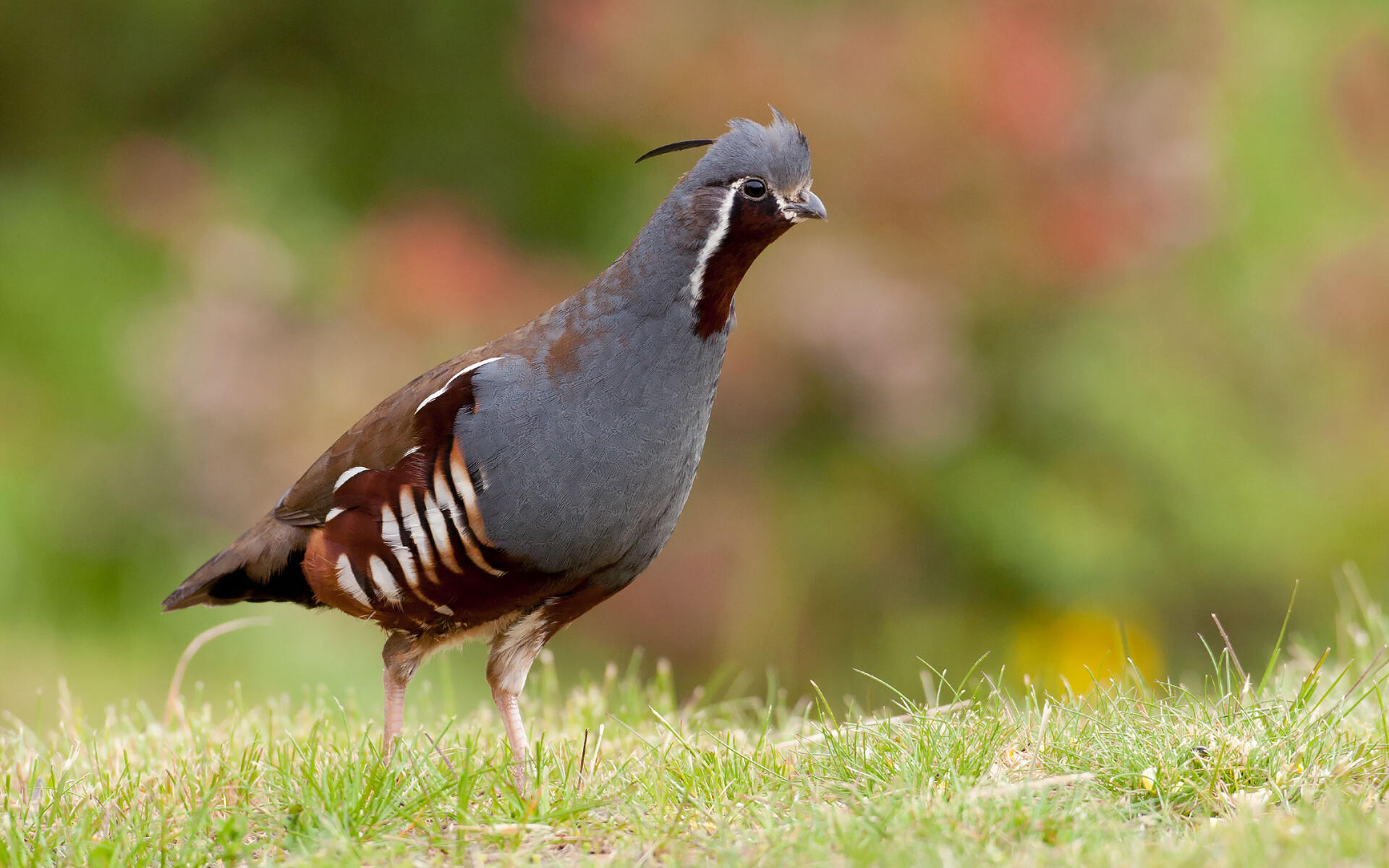 Mountain Quail Audubon Field Guide