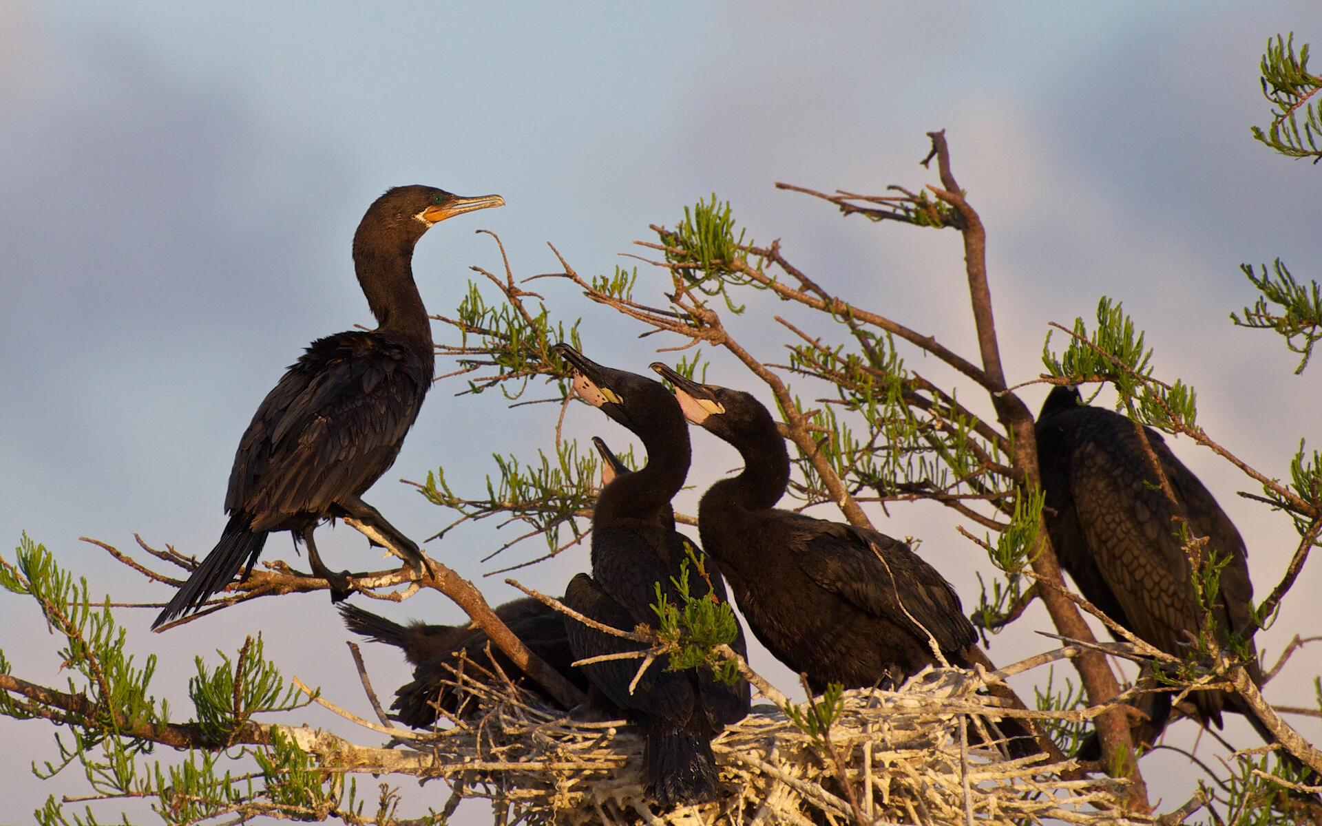 Neotropic Cormorant Audubon Field Guide