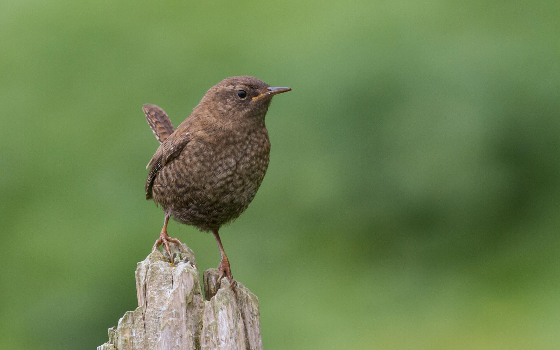 Pacific Wren Audubon Field Guide Fairy wren, animals, fence, birds. pacific wren audubon field guide