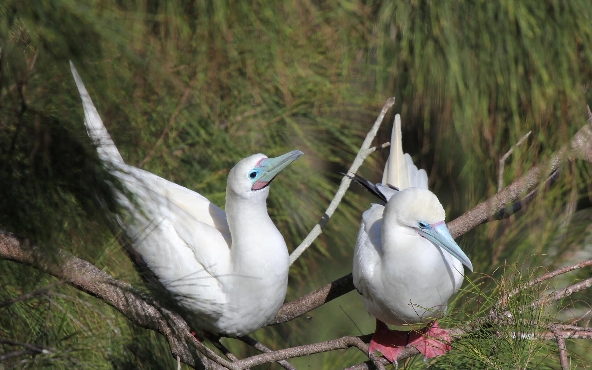 Red Footed Booby Audubon Field Guide