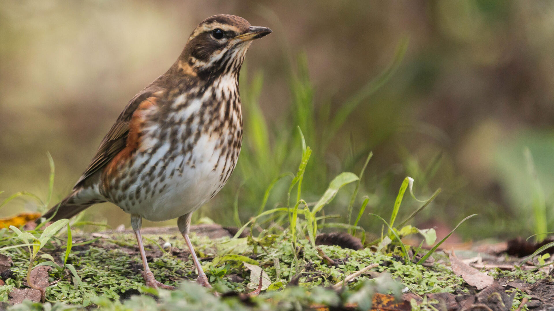 Redwing Audubon Field Guide