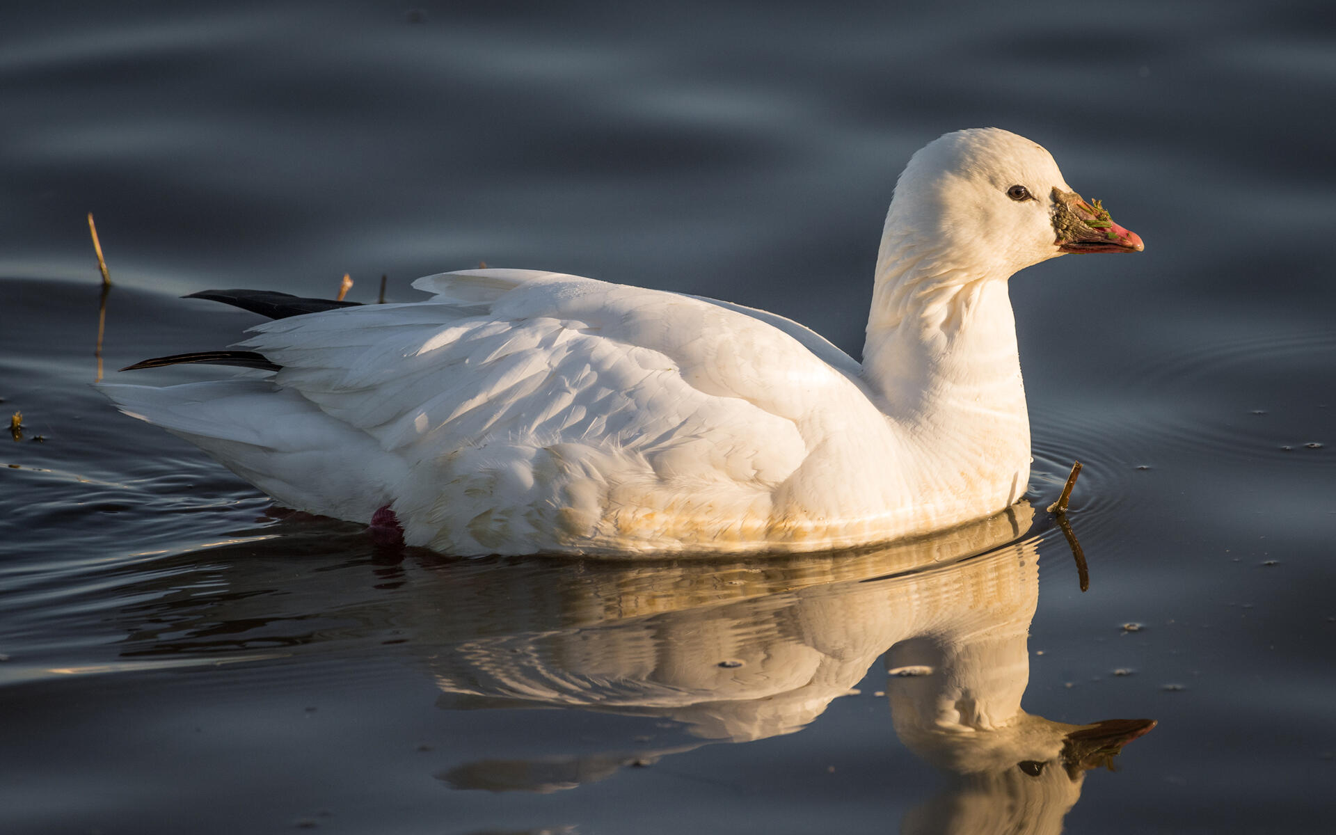 ross s goose audubon field guide