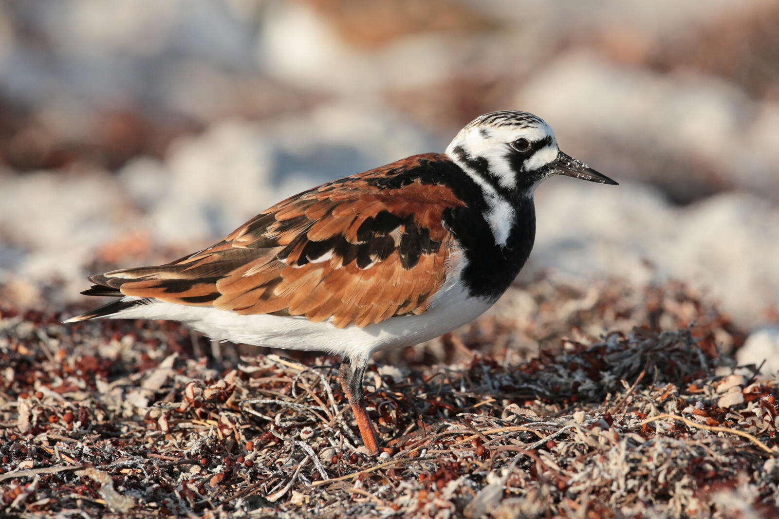 Ruddy turnstone audubon field guide