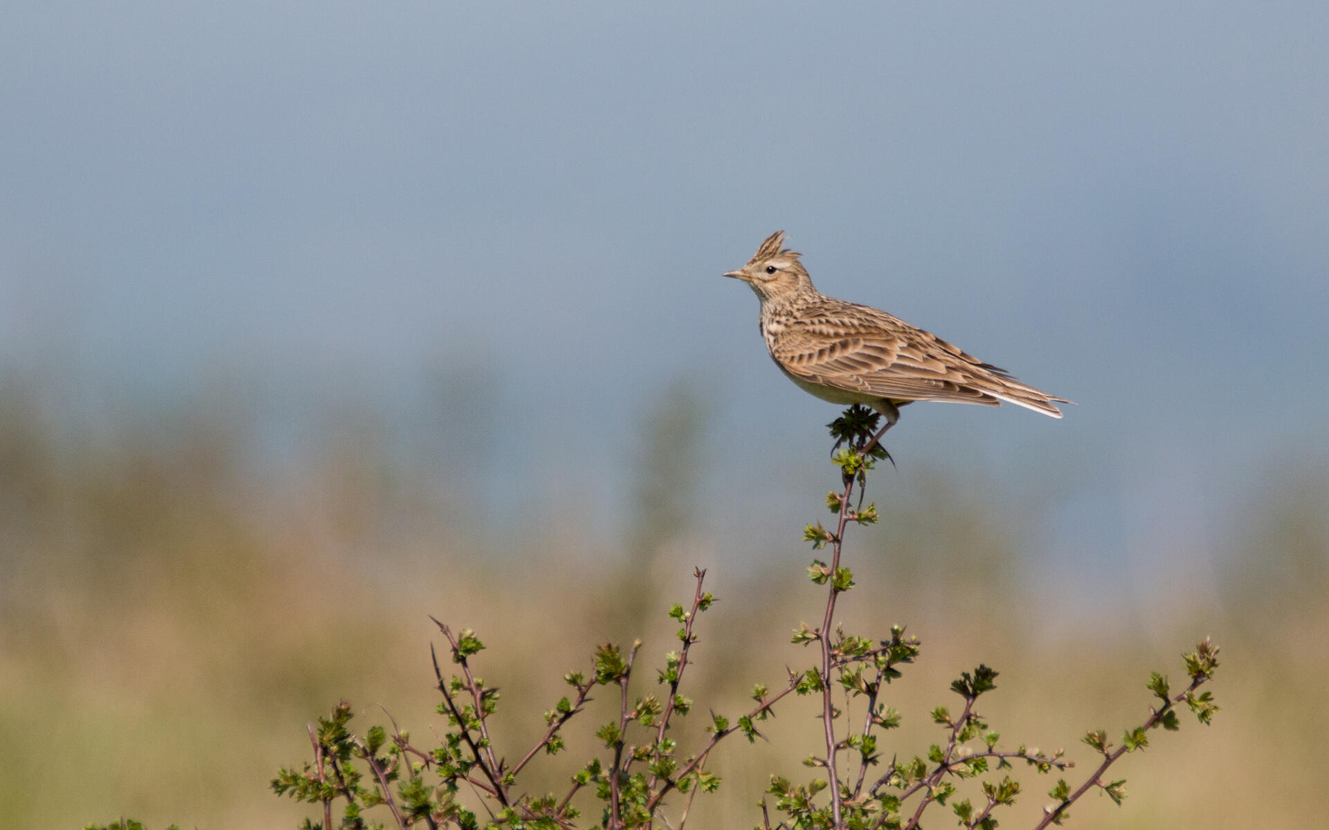 Eurasian Skylark Audubon Field Guide
