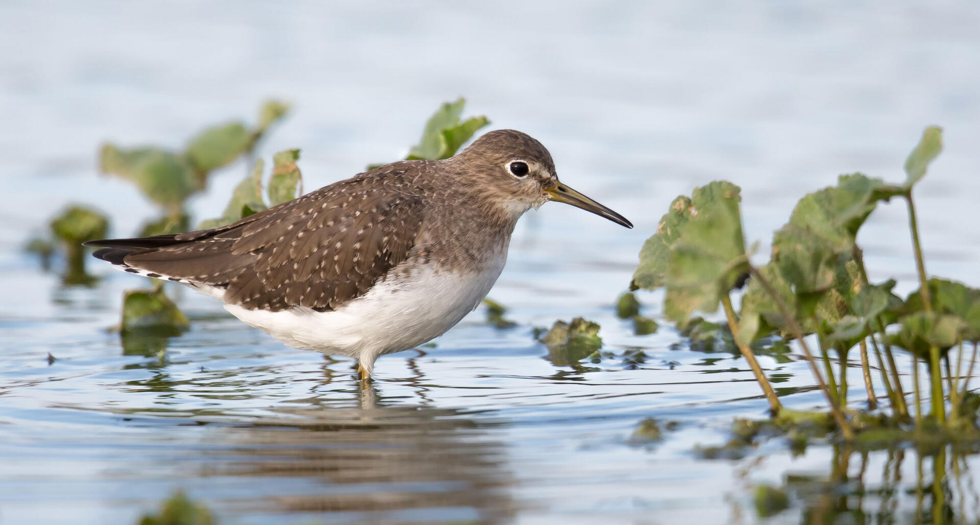 Solitary Sandpiper Audubon Field Guide