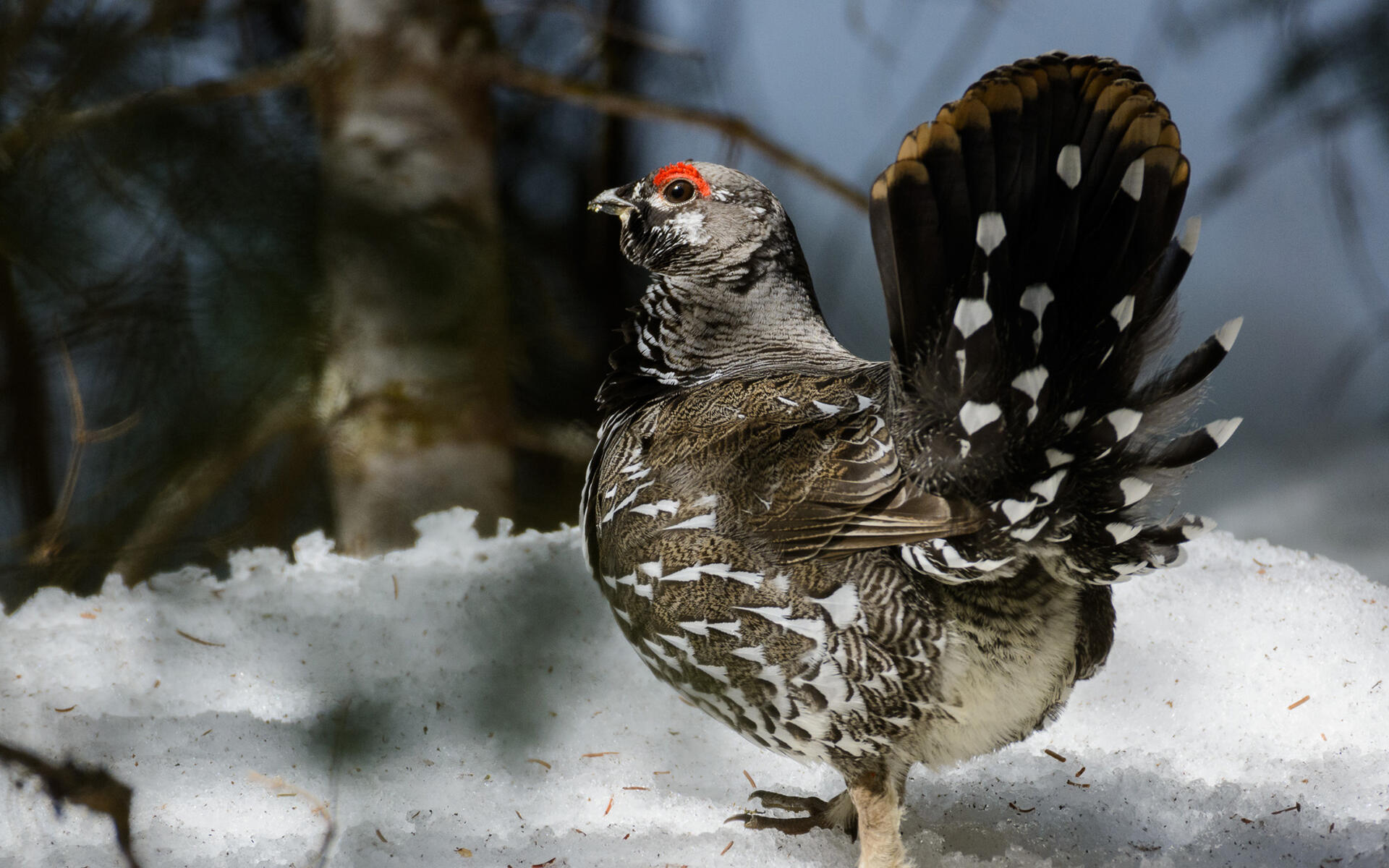 Spruce grouse audubon field guide