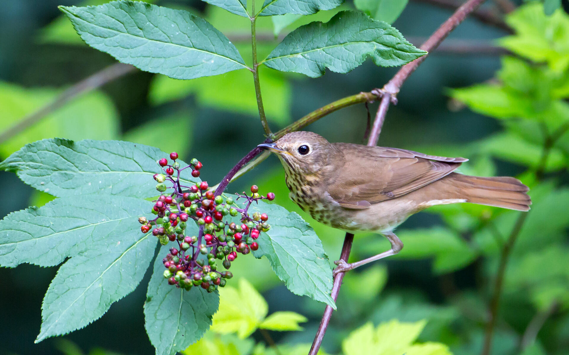 Swainson's Thrush | Audubon Field Guide