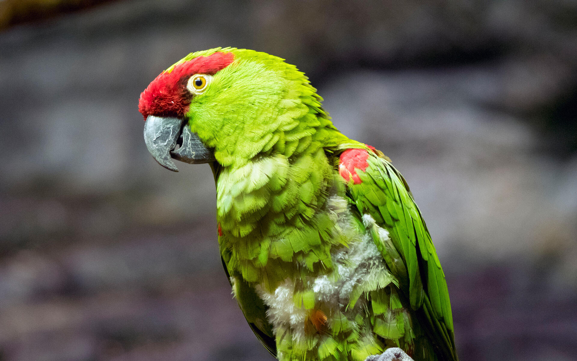 Thick-billed Parrot | Audubon Field Guide