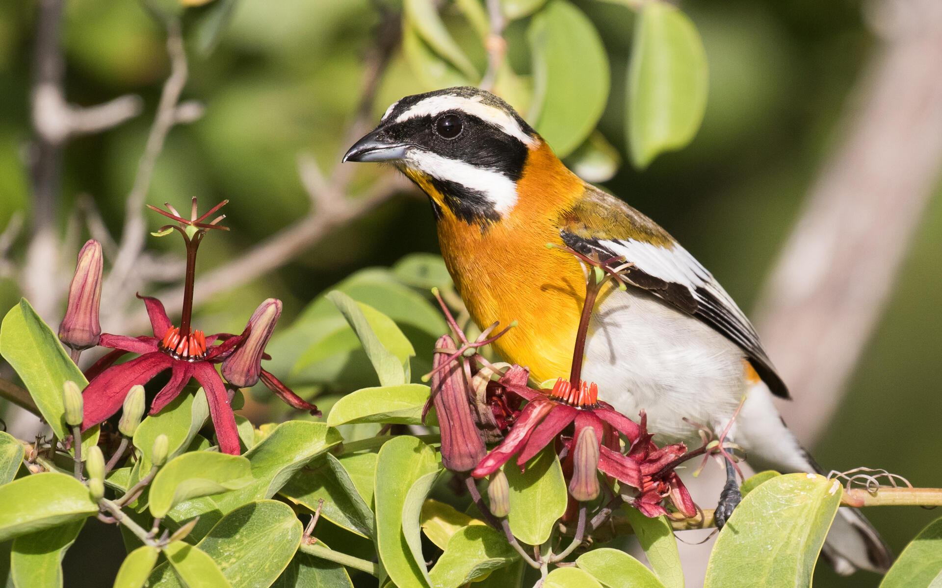 Western Spindalis Audubon Field Guide