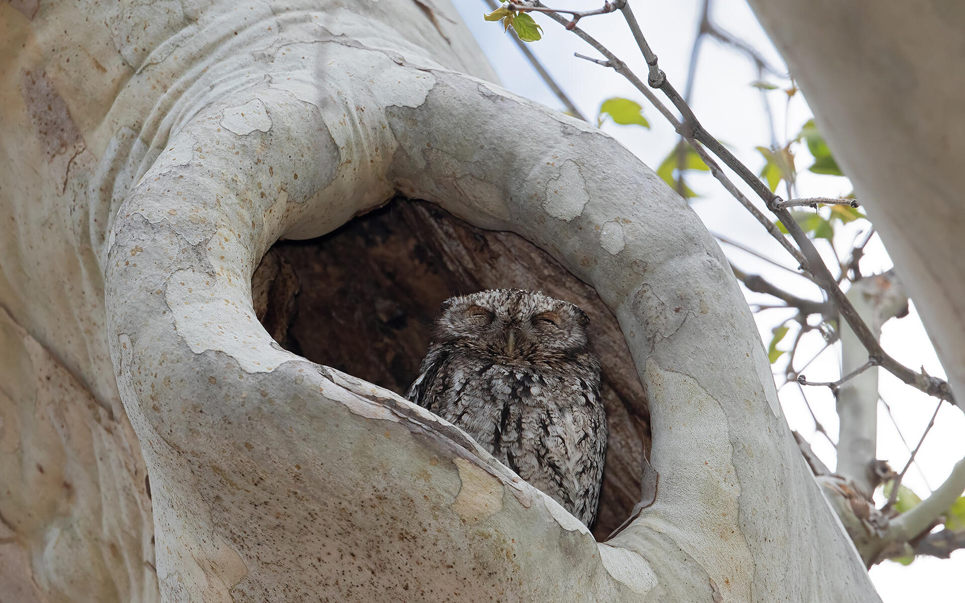 Whiskered Screech Owl Audubon Field Guide