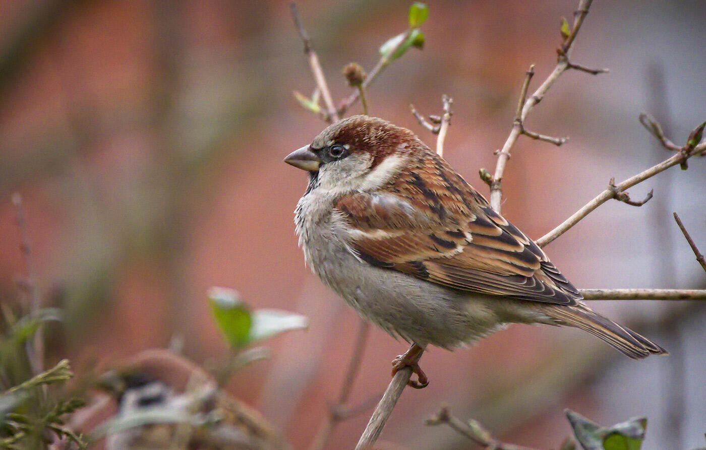House Sparrow Audubon Field Guide The is an aggregate list of species that have been found in nyc. house sparrow audubon field guide