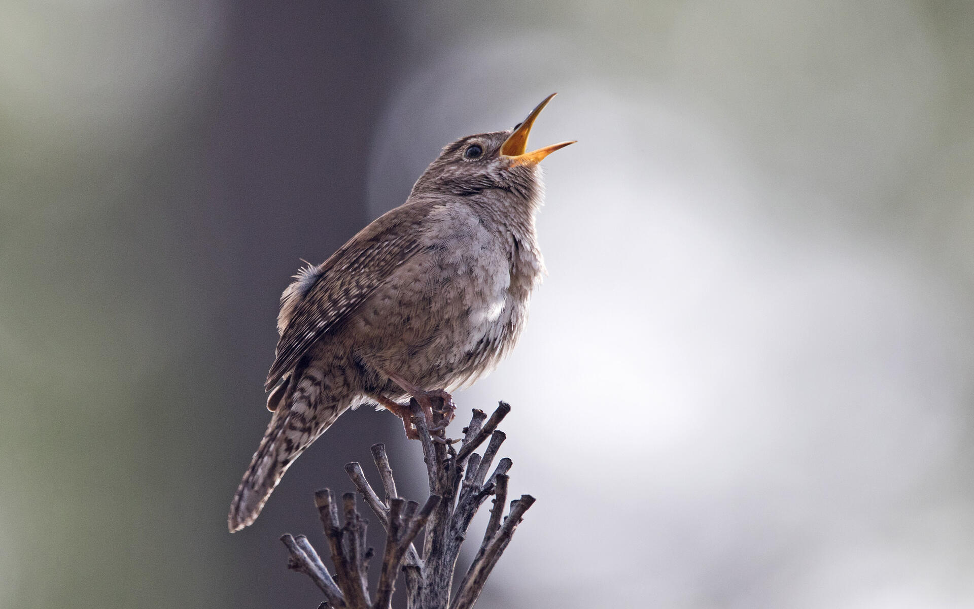 House Wren Audubon Field Guide Eurasian wren (troglodytes troglodytes, zaunkoenig) please click the image to zoom in for maximum detail! house wren audubon field guide