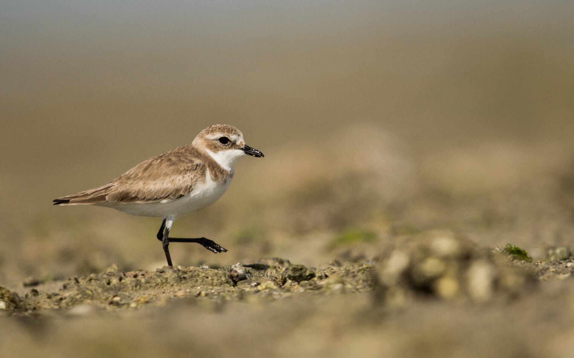 Lesser SandPlover Audubon Field Guide