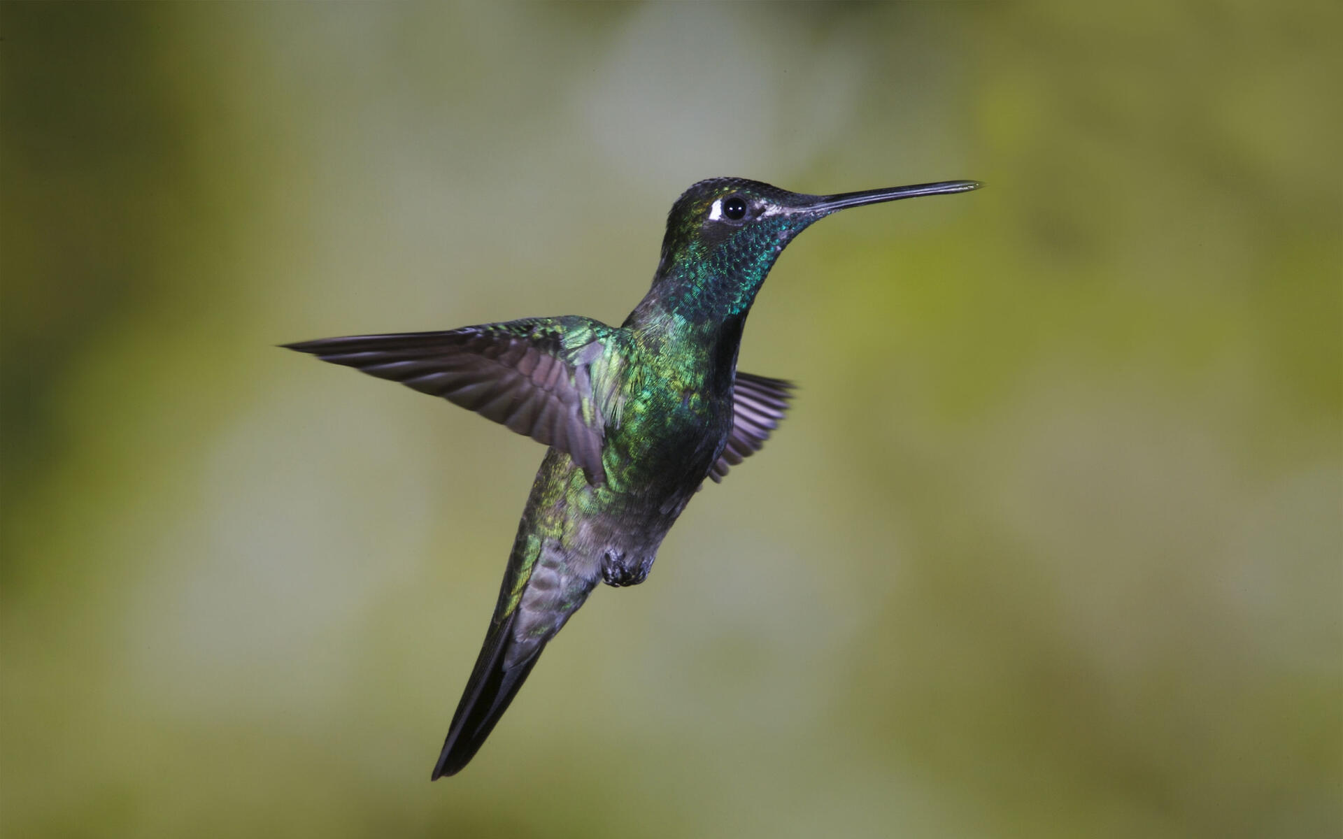 Colibri Magnifico Guia De Aves Dos pequeños colibríes se disputan el derecho a absorber el néctar de las flores de la zona. colibri magnifico guia de aves