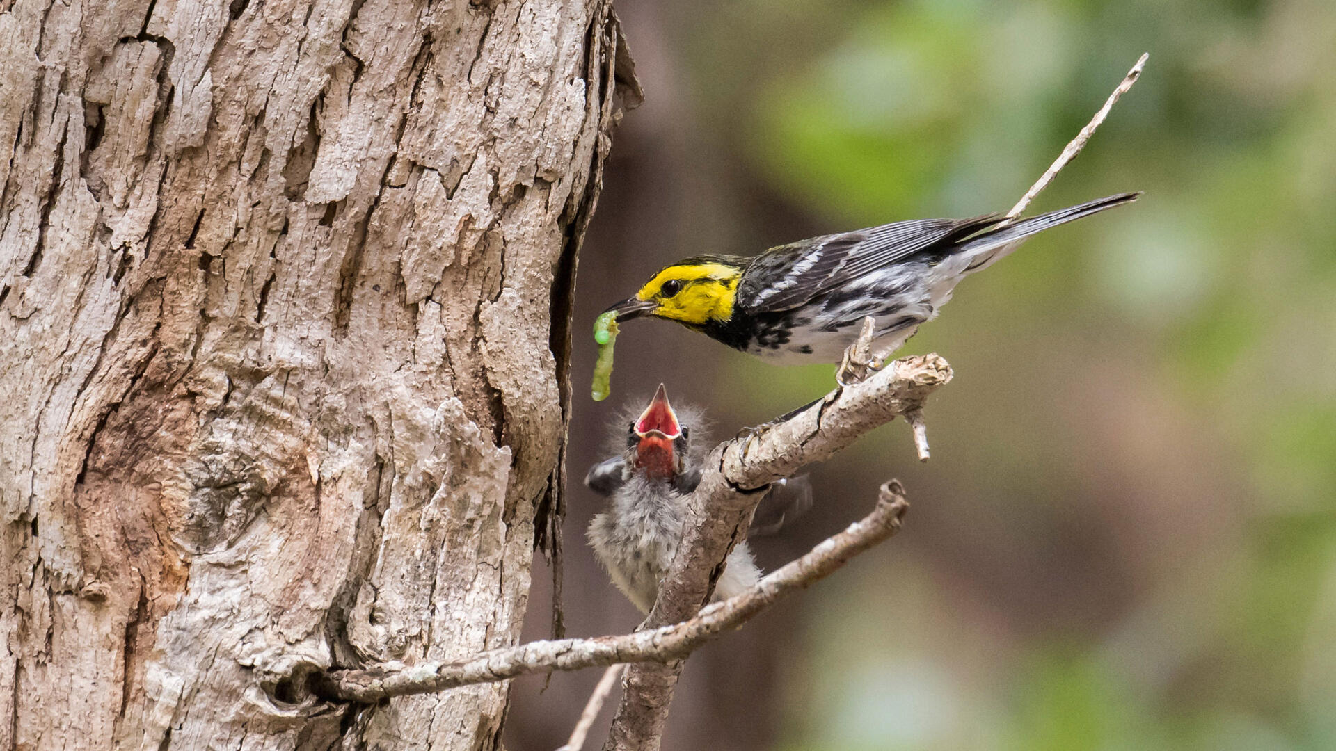 Golden Cheeked Warbler Audubon Field Guide India, eastern and western himalayas, bhutan, japan, hong kong southeast asia: golden cheeked warbler audubon field