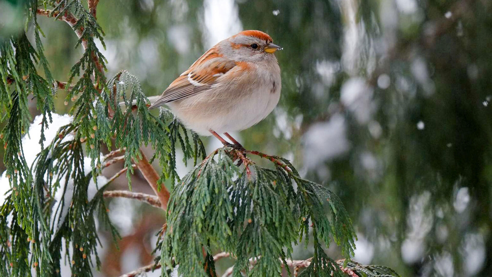 American Tree Sparrow Audubon Field Guide