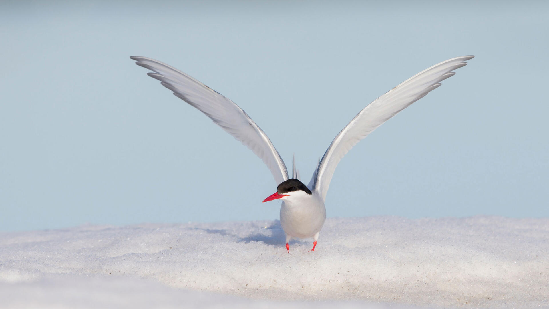 Charrán Ártico | Guía de Aves