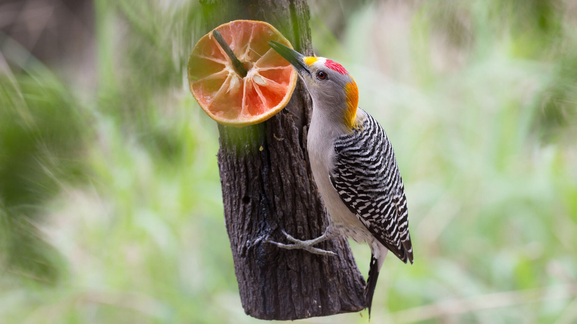 Carpintero Cheje Guia De Aves See 5 authoritative translations of pájaro in english with example sentences, phrases and audio pronunciations. carpintero cheje guia de aves