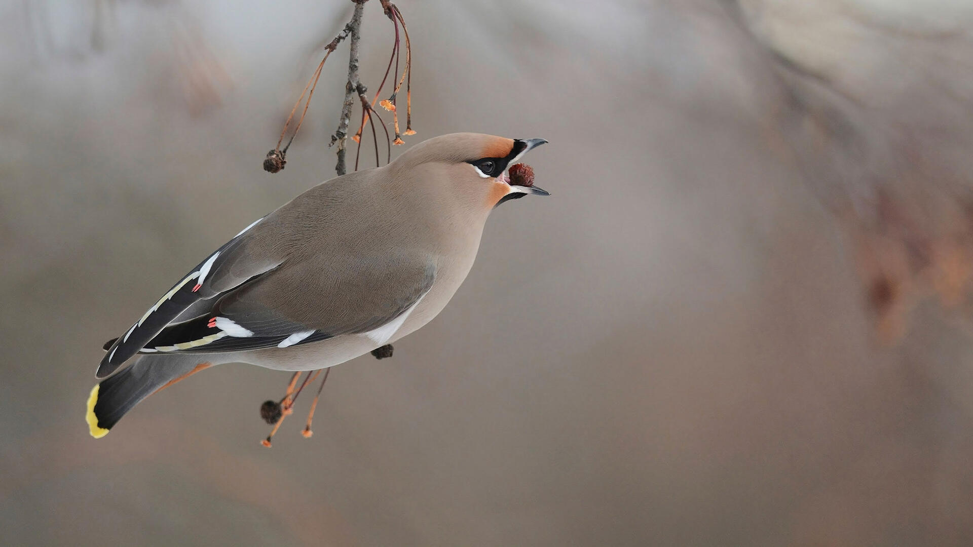 Bohemian Waxwing Audubon Field Guide