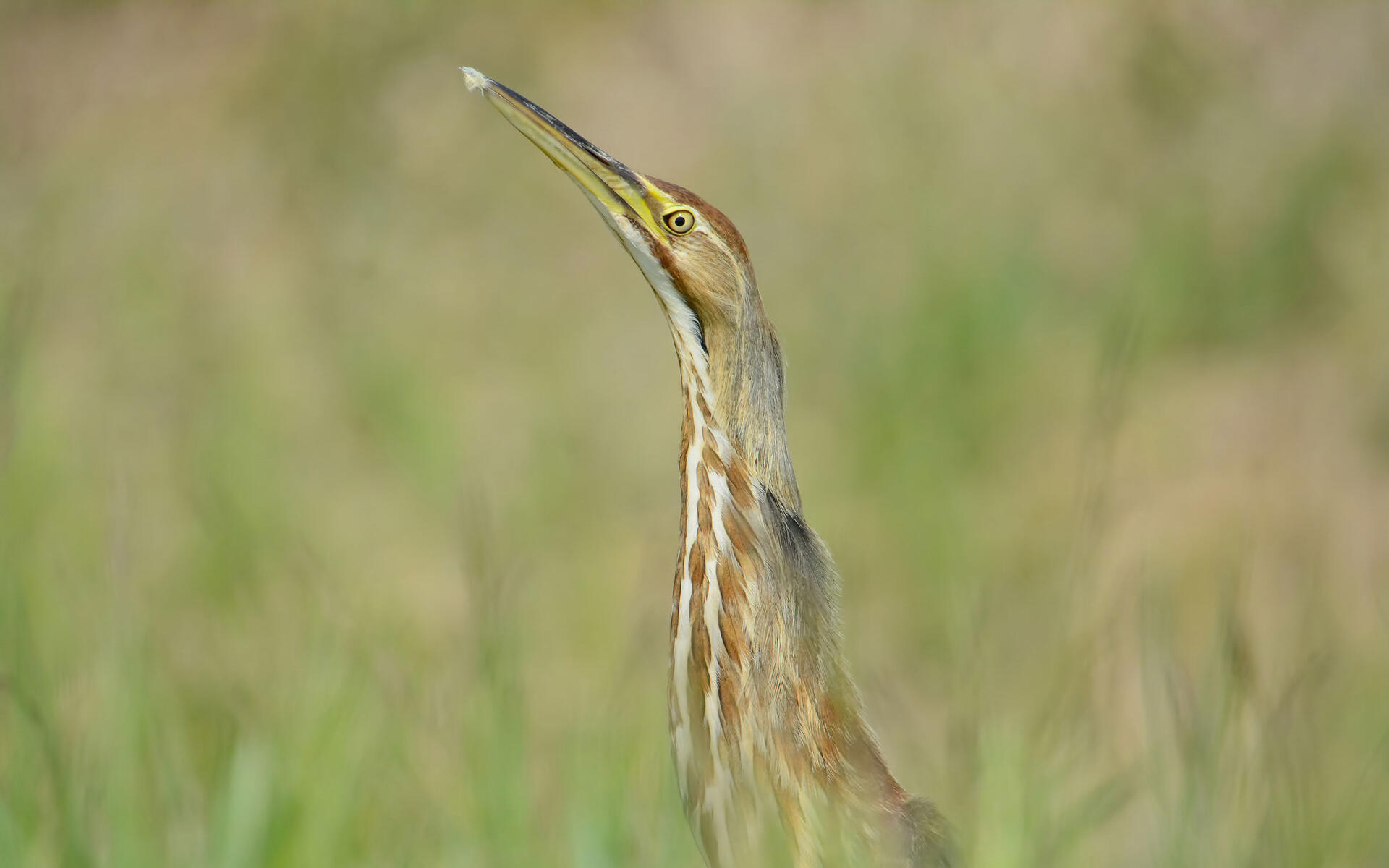 American Bittern Audubon Field Guide