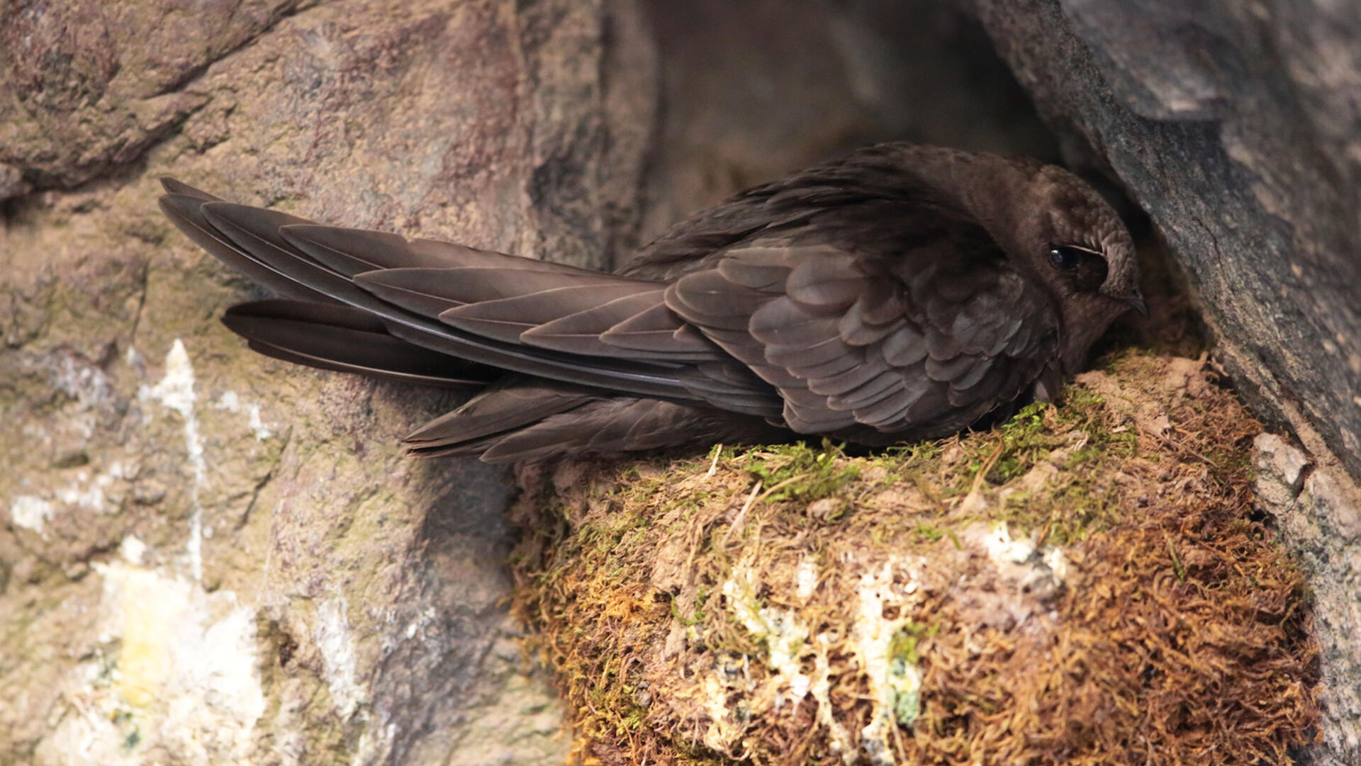 Black Swift | Audubon Field Guide