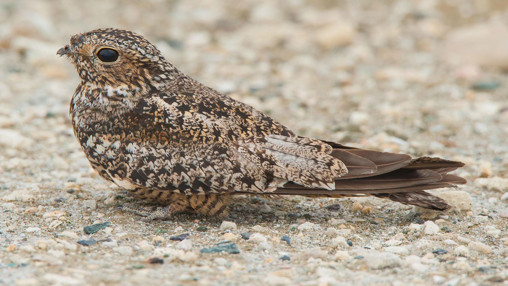 Antillean Nighthawk Audubon Field Guide