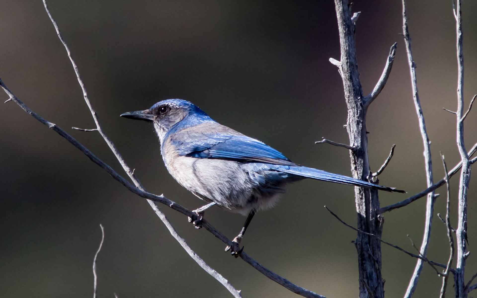 Woodhouse's ScrubJay Audubon Field Guide