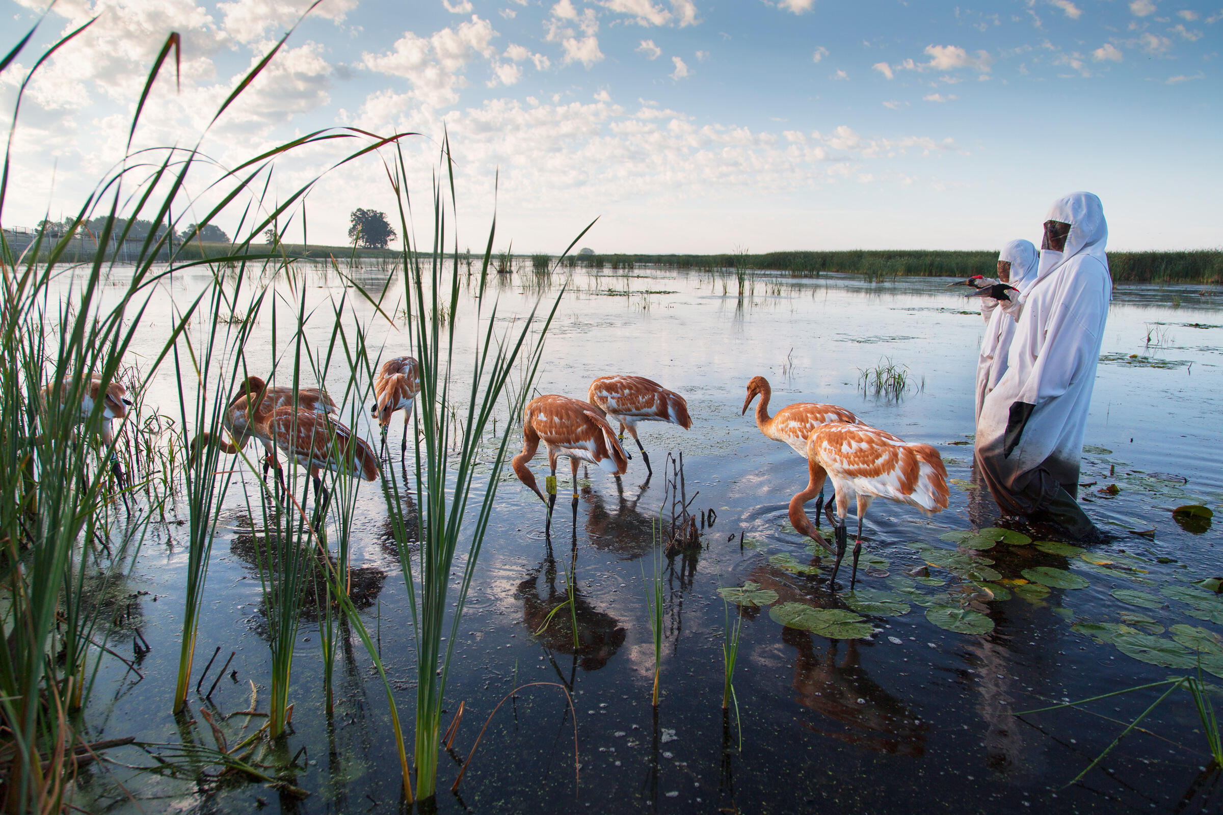 How to Raise a Wild Bird The Tricks and Costumes Behind the Whooping