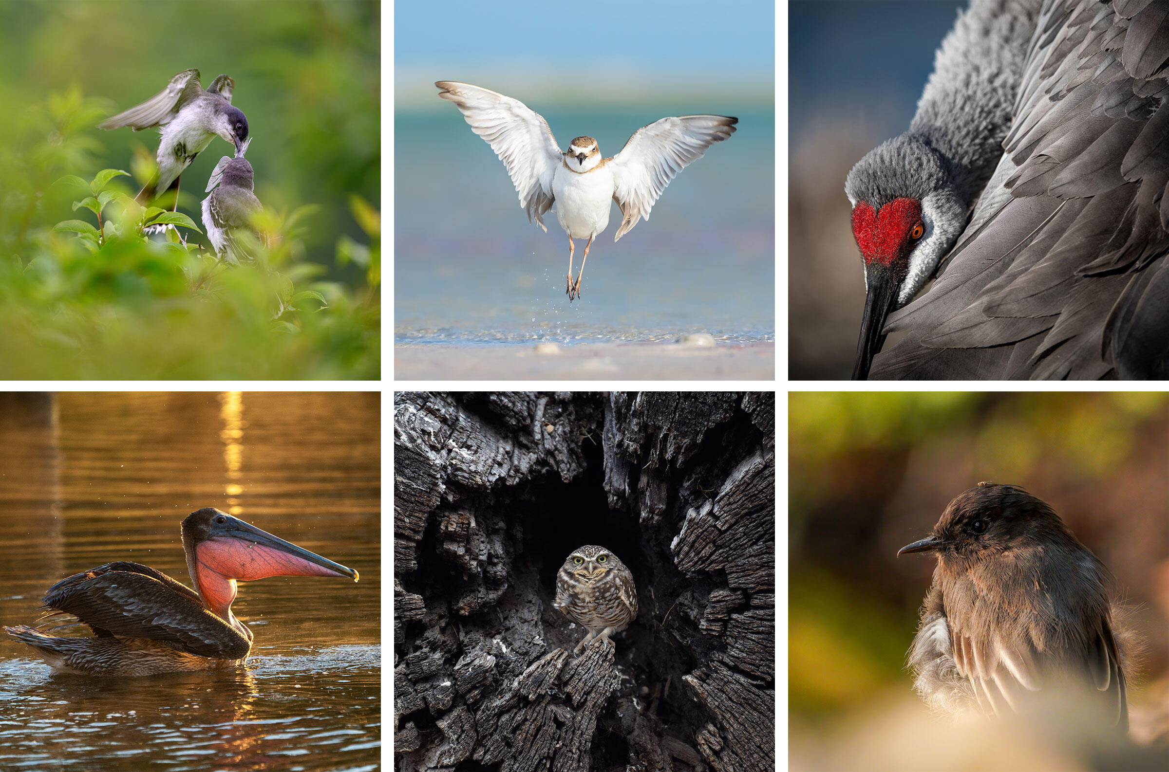 The 2022 Audubon Photography Awards