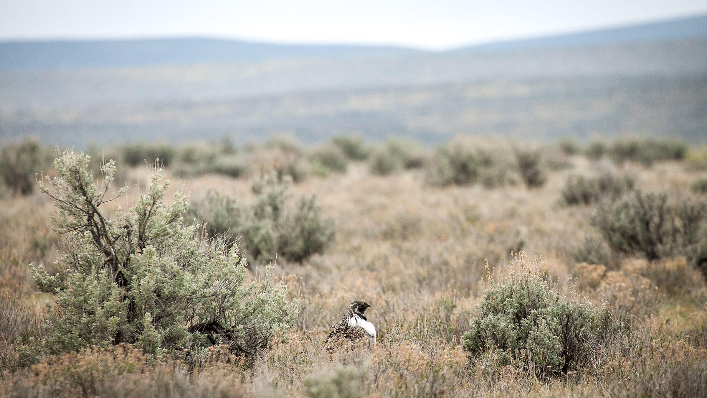 Celebrating Sagebrush The West's Most Important Native Plant Audubon