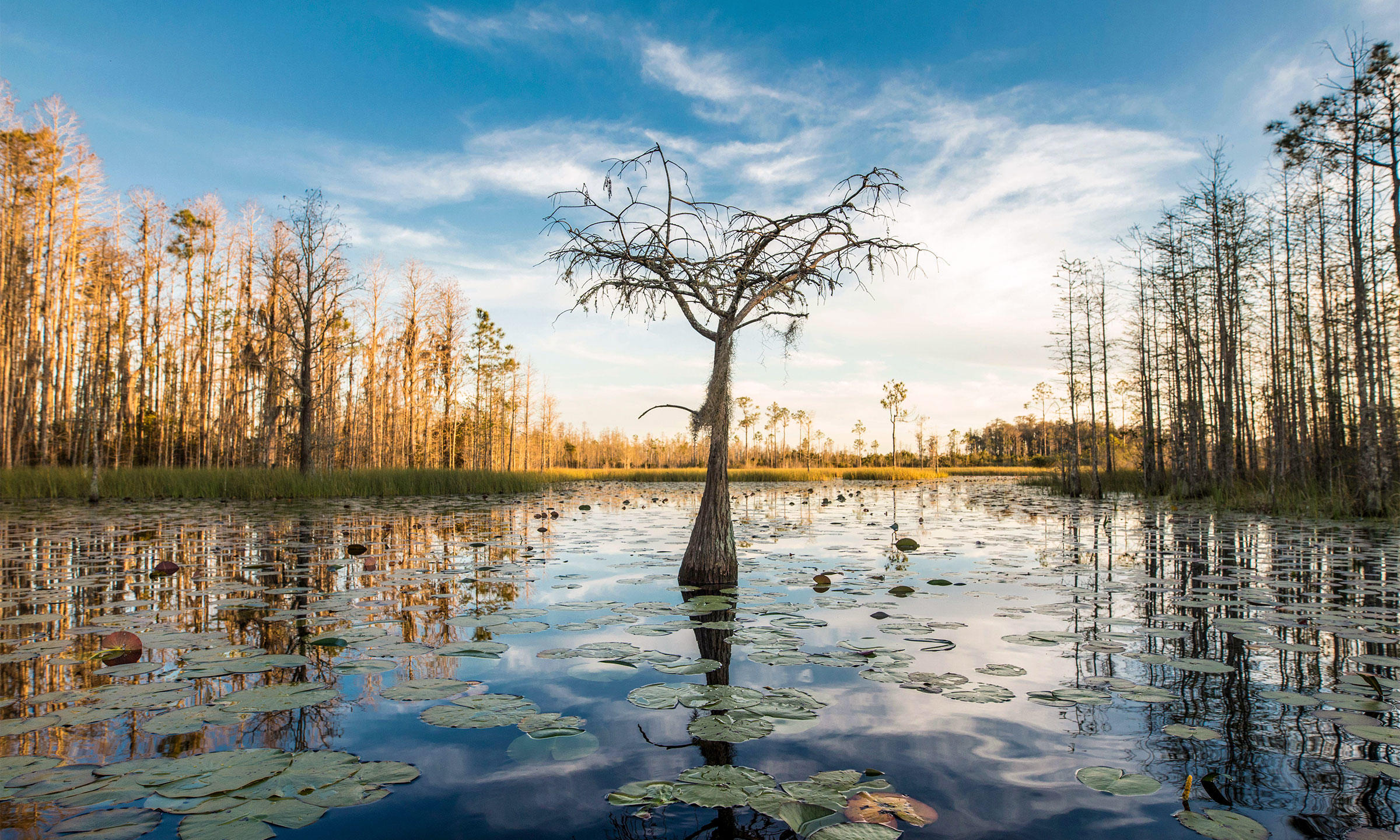 Okefenokee National Wildlife Refuge. John Wollwerth/Alamy